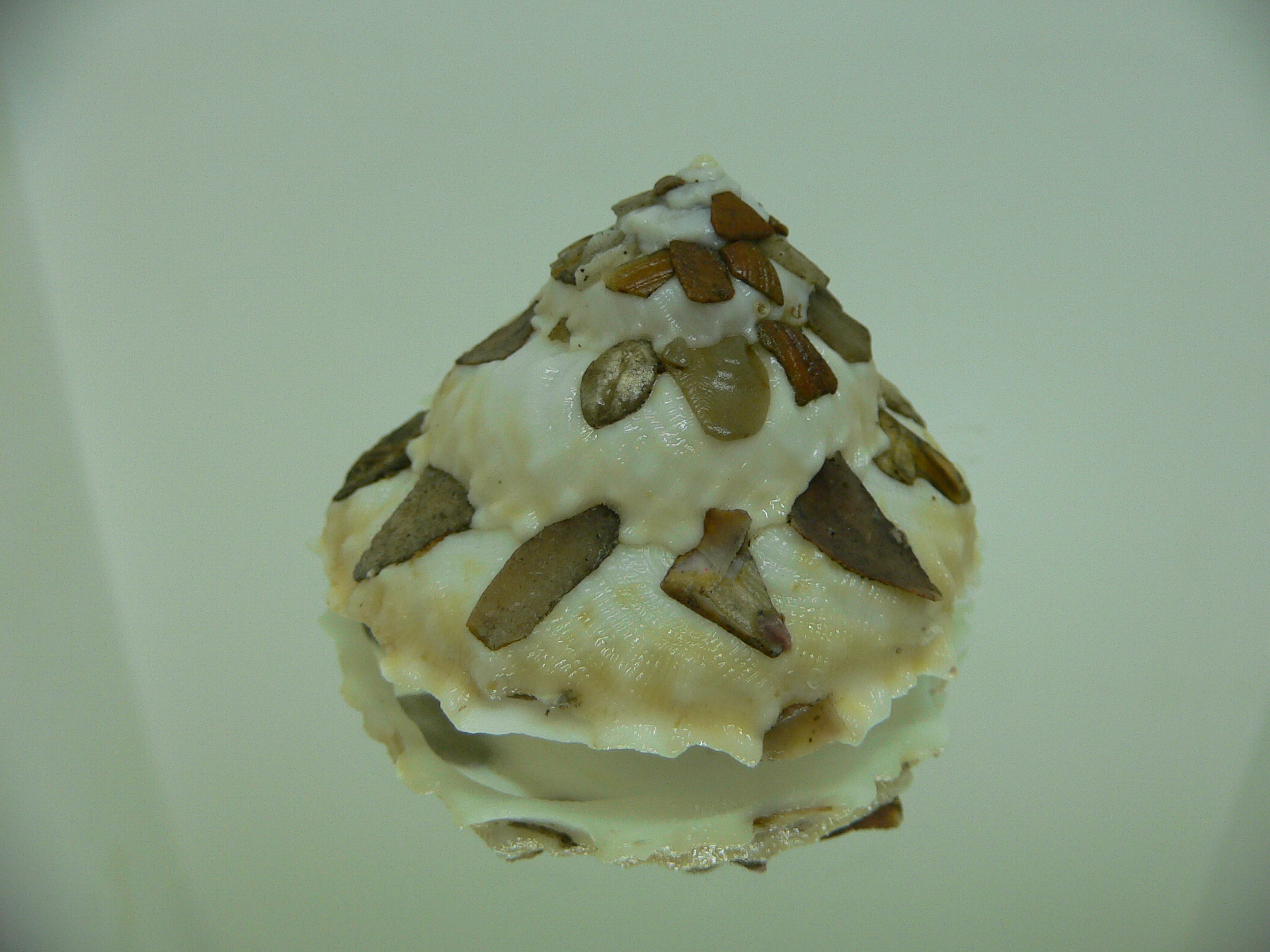 Xenophora tenuis BIG