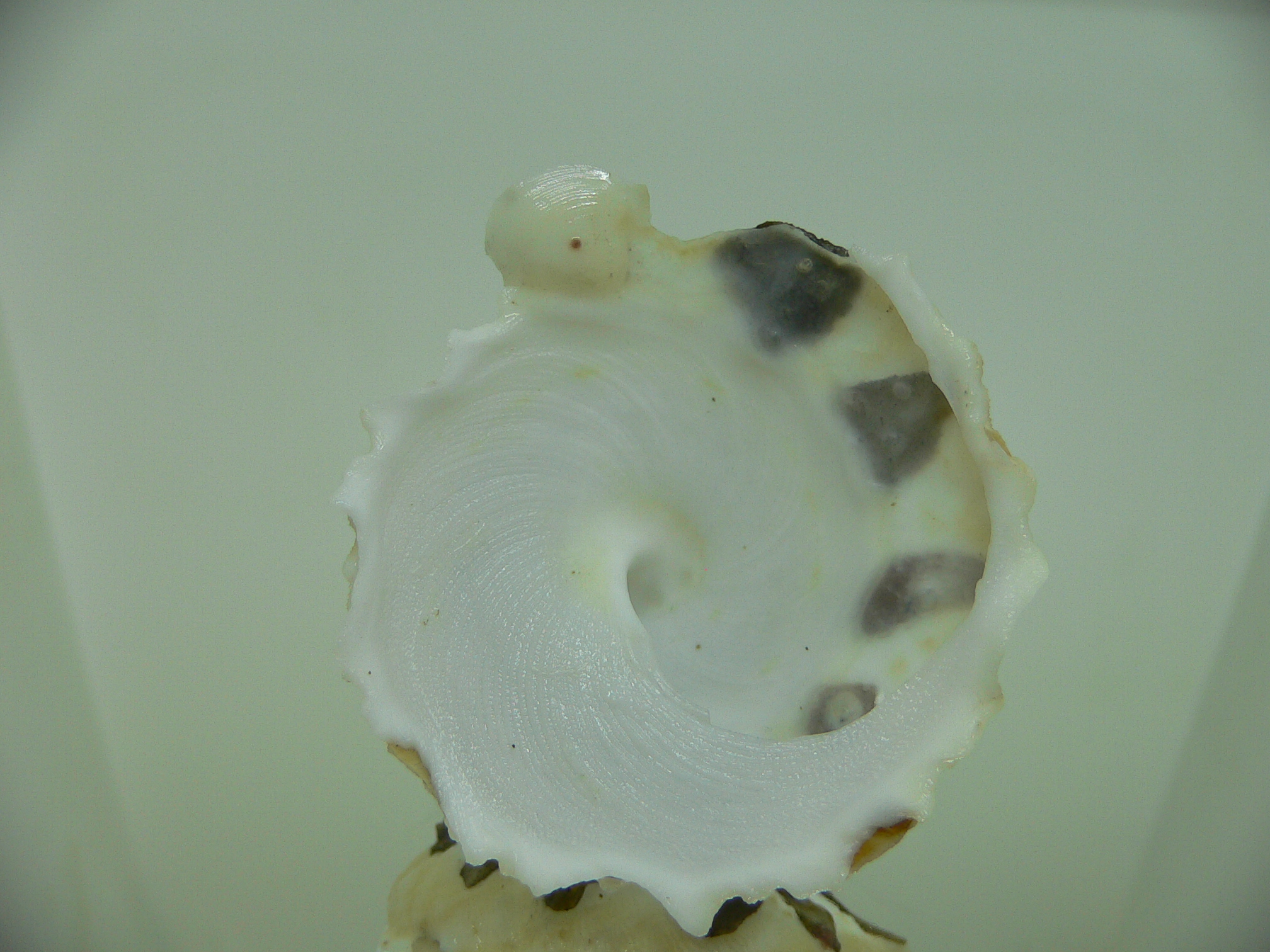 Xenophora tenuis BIG