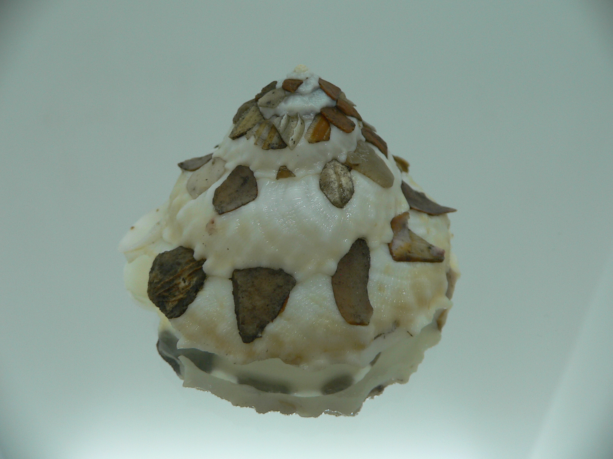 Xenophora tenuis BIG
