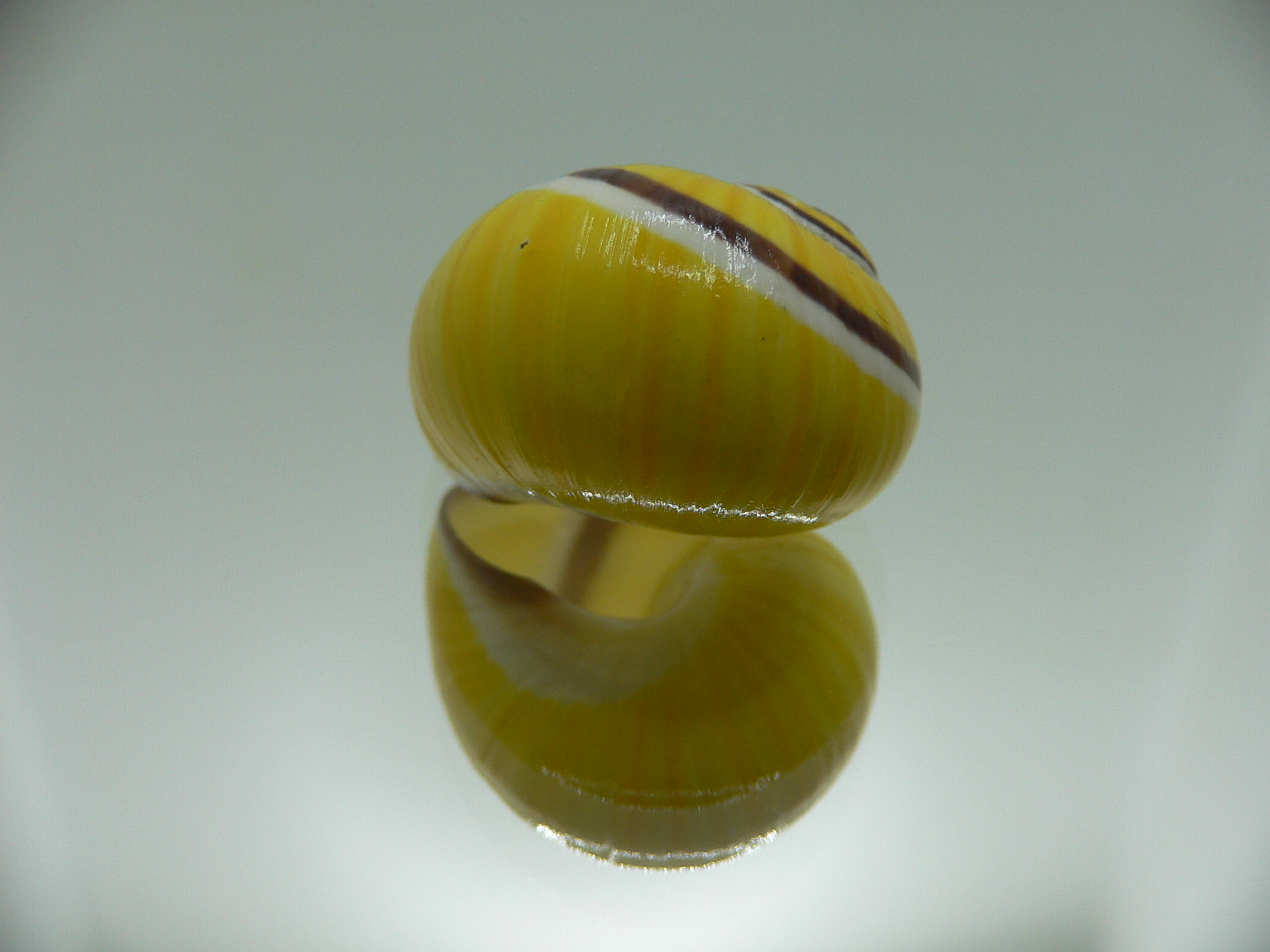 Polymita picta Sp. IDEAL