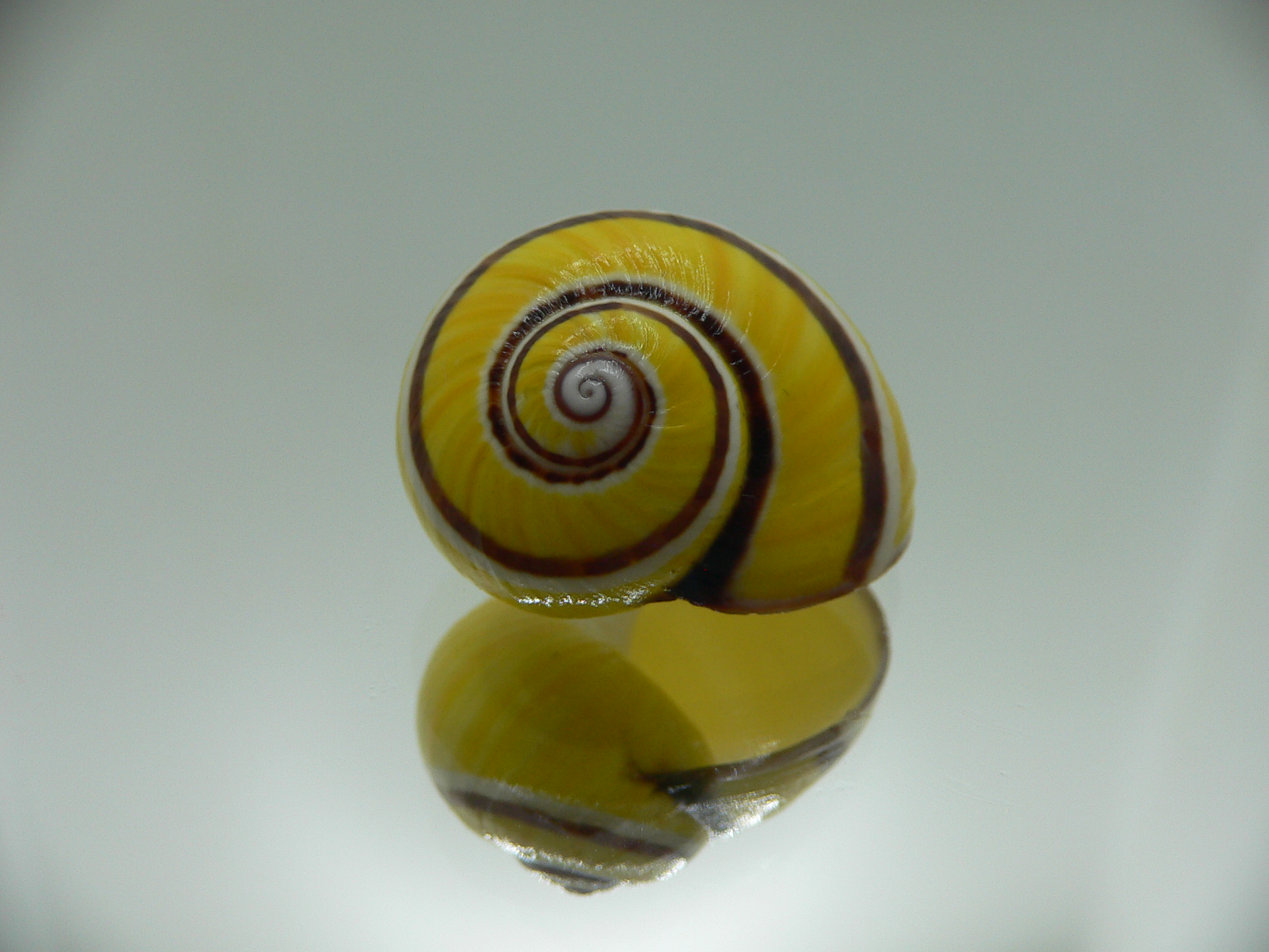 Polymita picta Sp. IDEAL