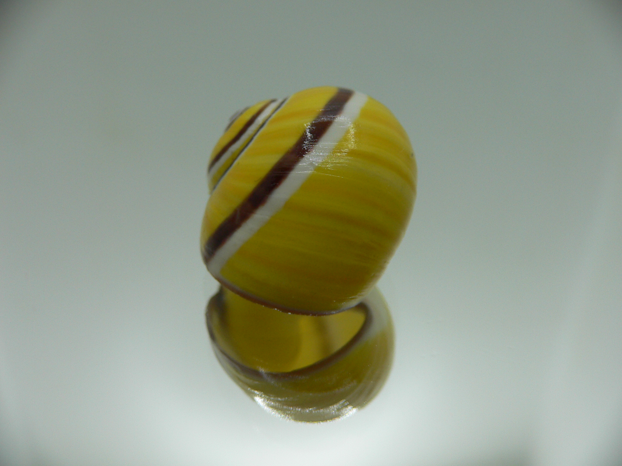 Polymita picta Sp. IDEAL