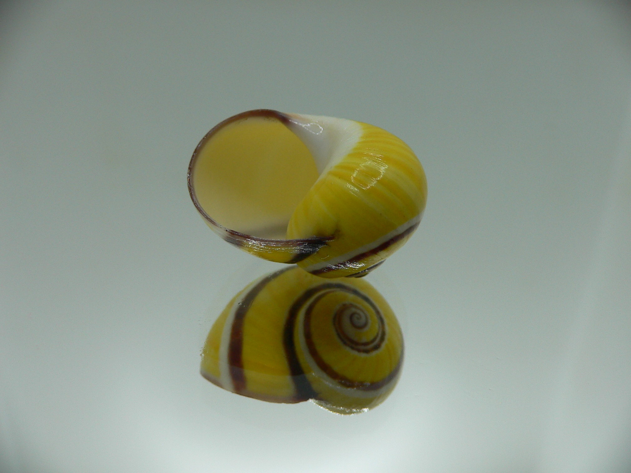 Polymita picta Sp. IDEAL