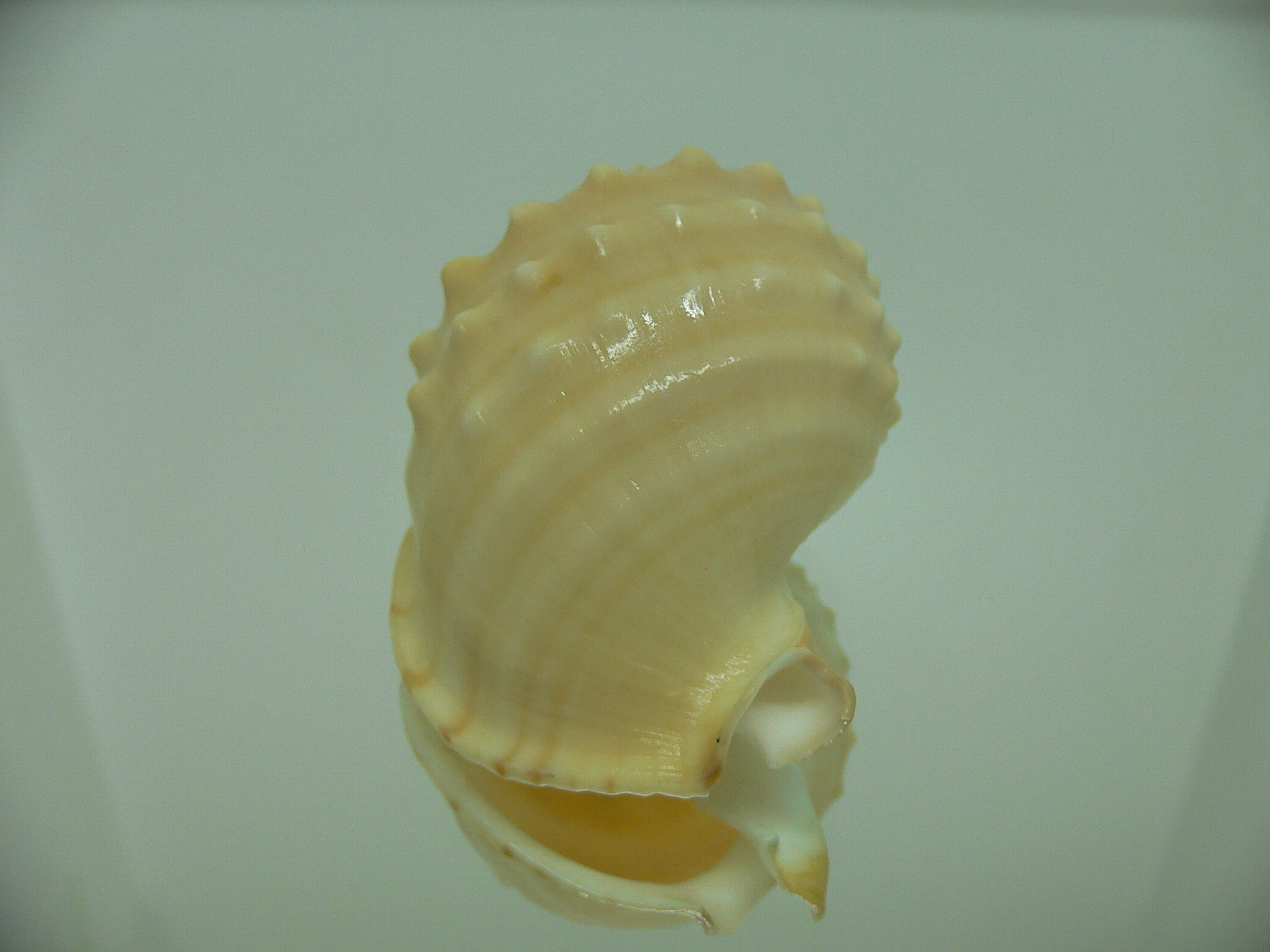 Echinophoria kurodai