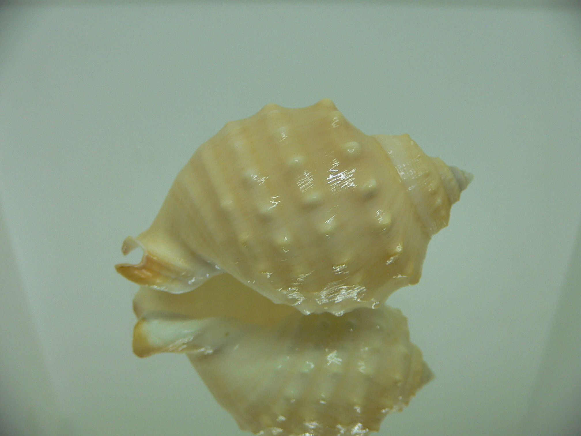 Echinophoria kurodai