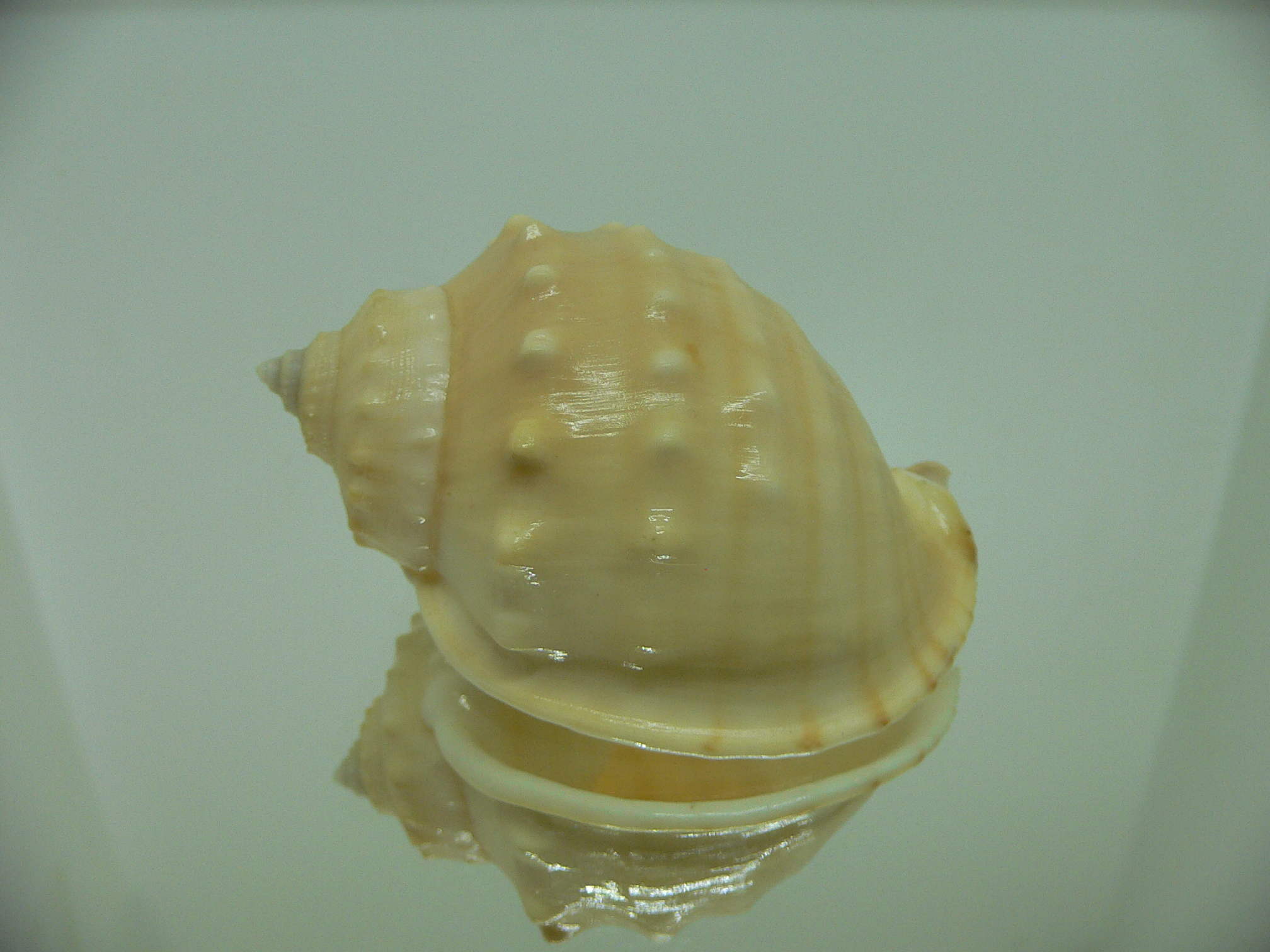 Echinophoria kurodai