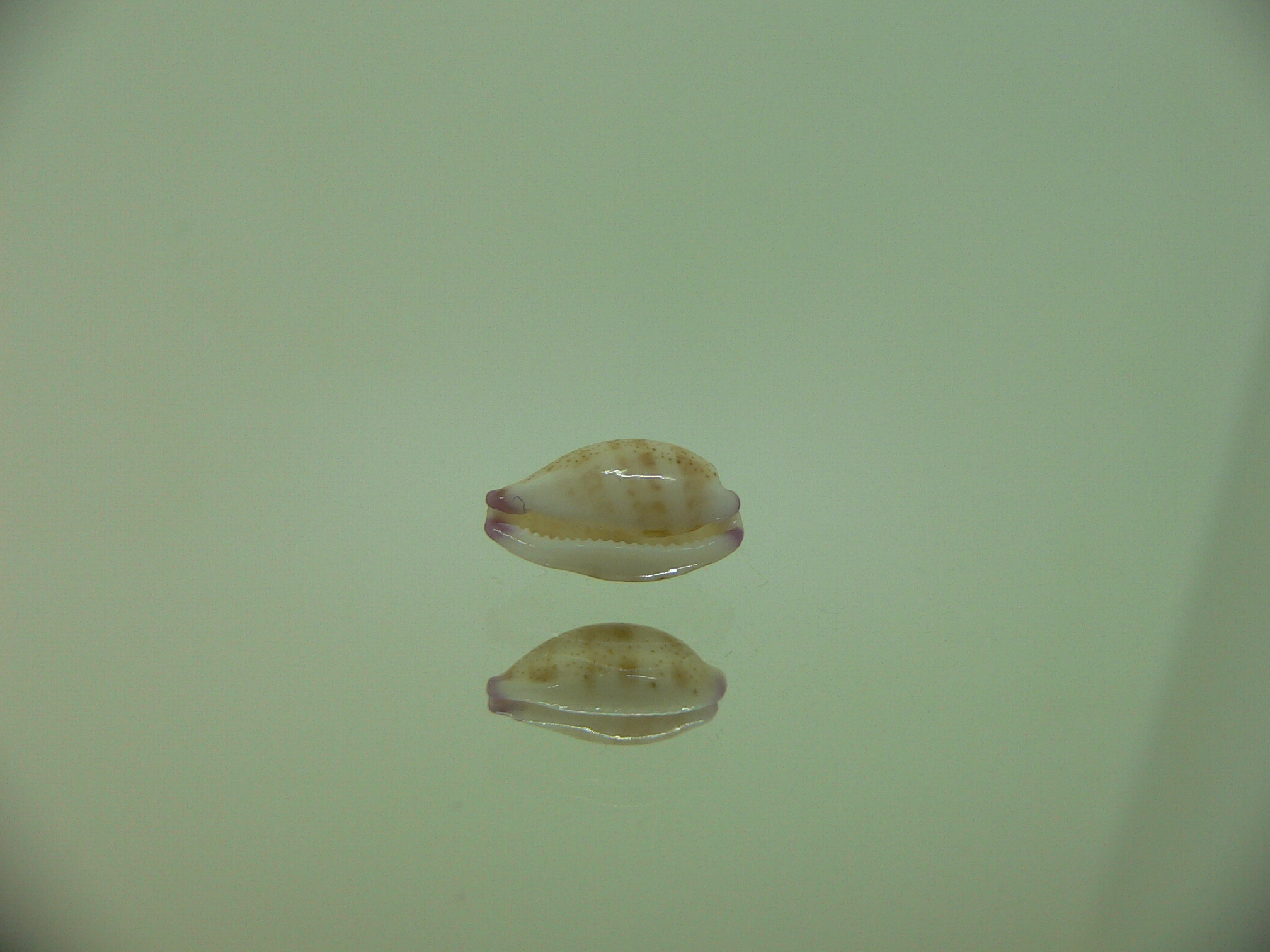Cypraea microdon microdon 4