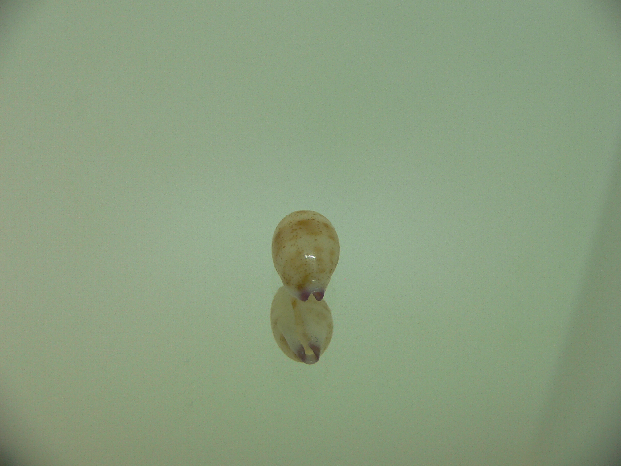 Cypraea microdon microdon 4