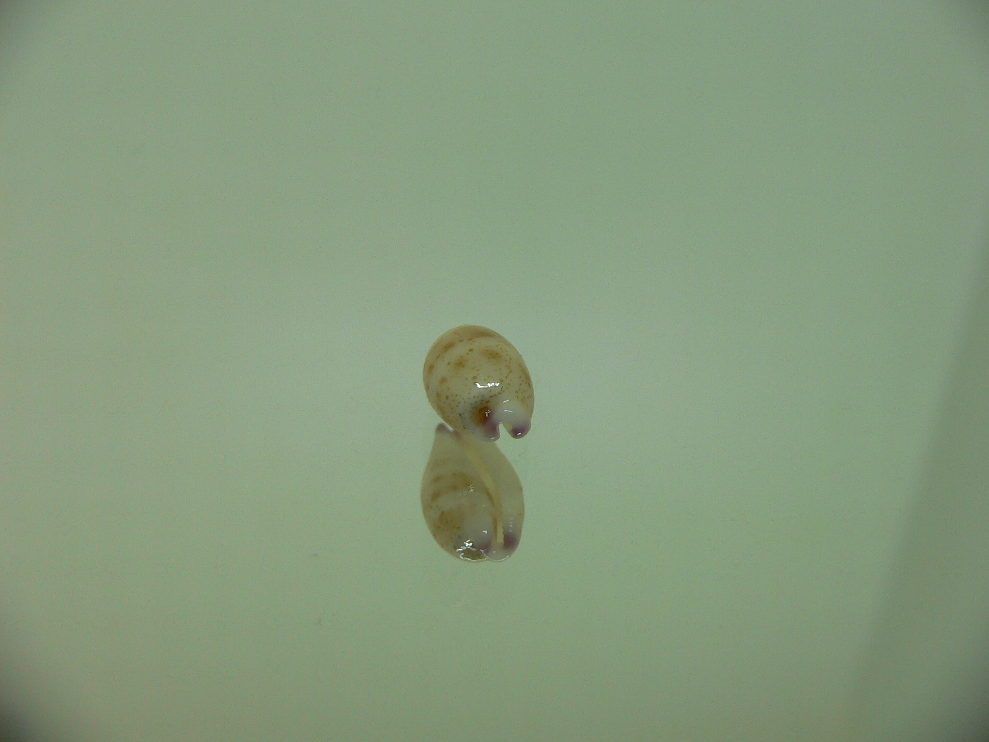 Cypraea microdon microdon 4