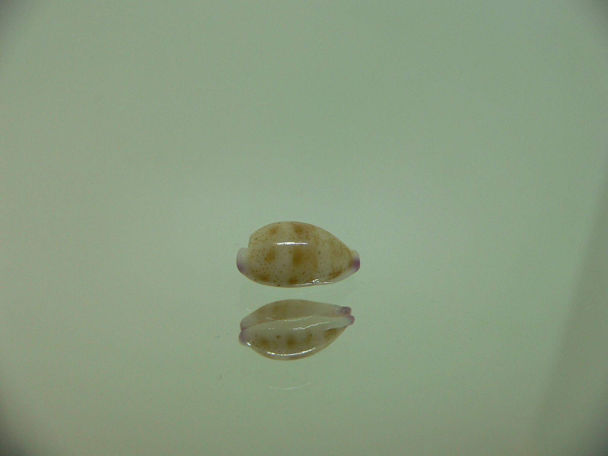 Cypraea microdon microdon 4