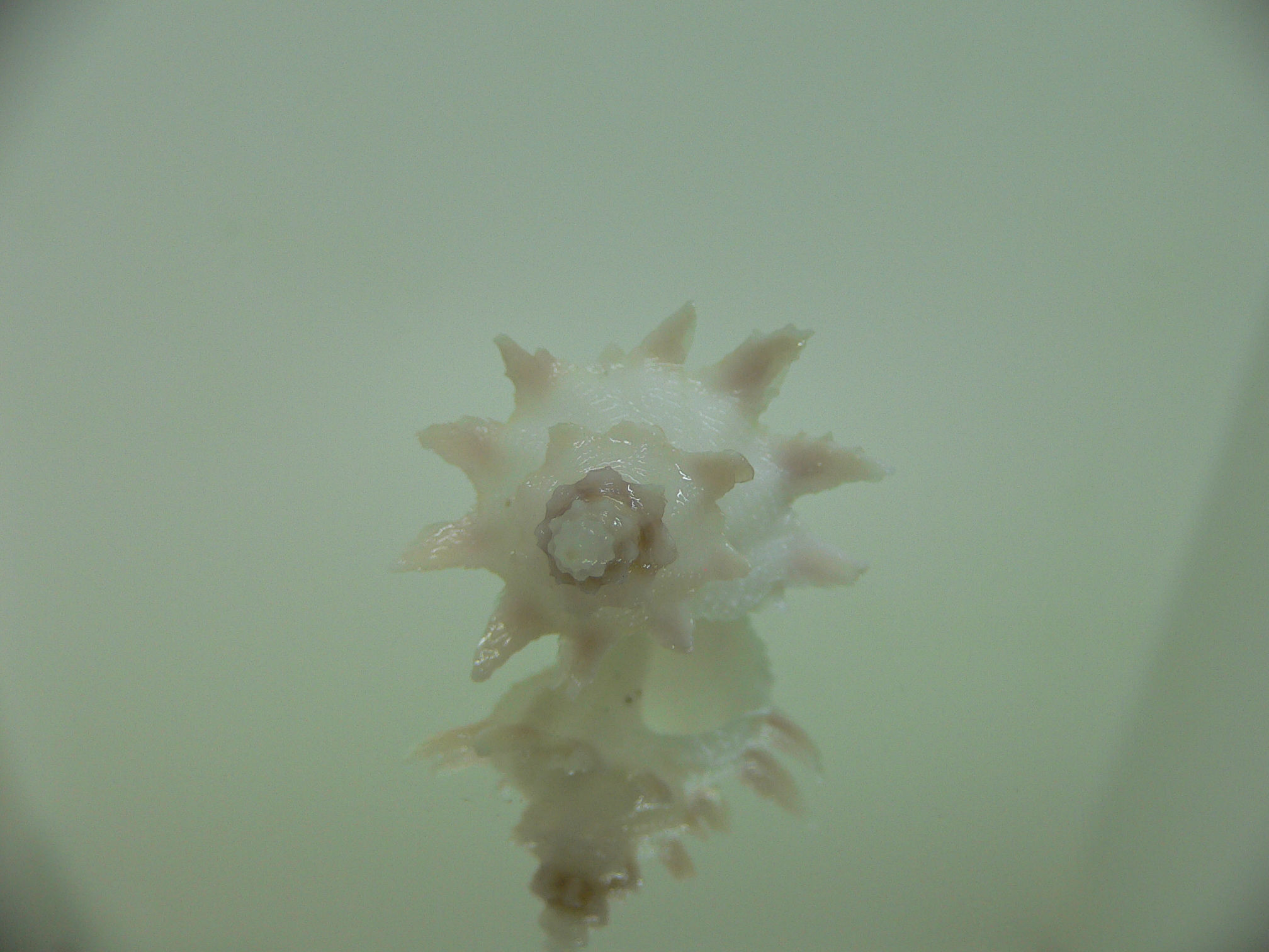 Babelomurex armatus