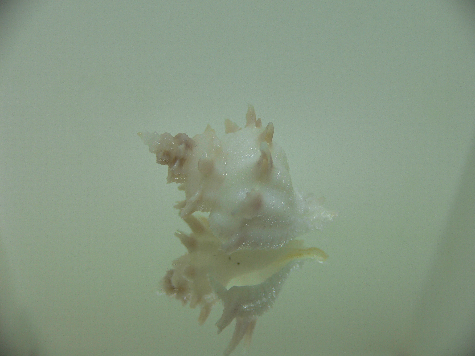 Babelomurex armatus