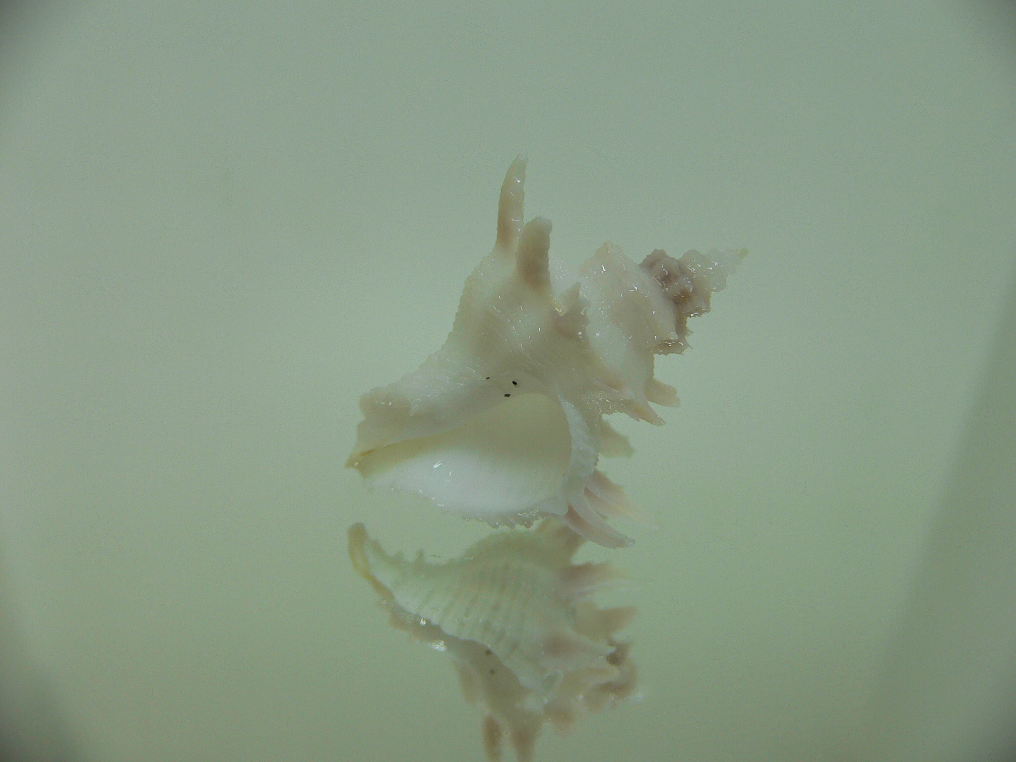 Babelomurex armatus