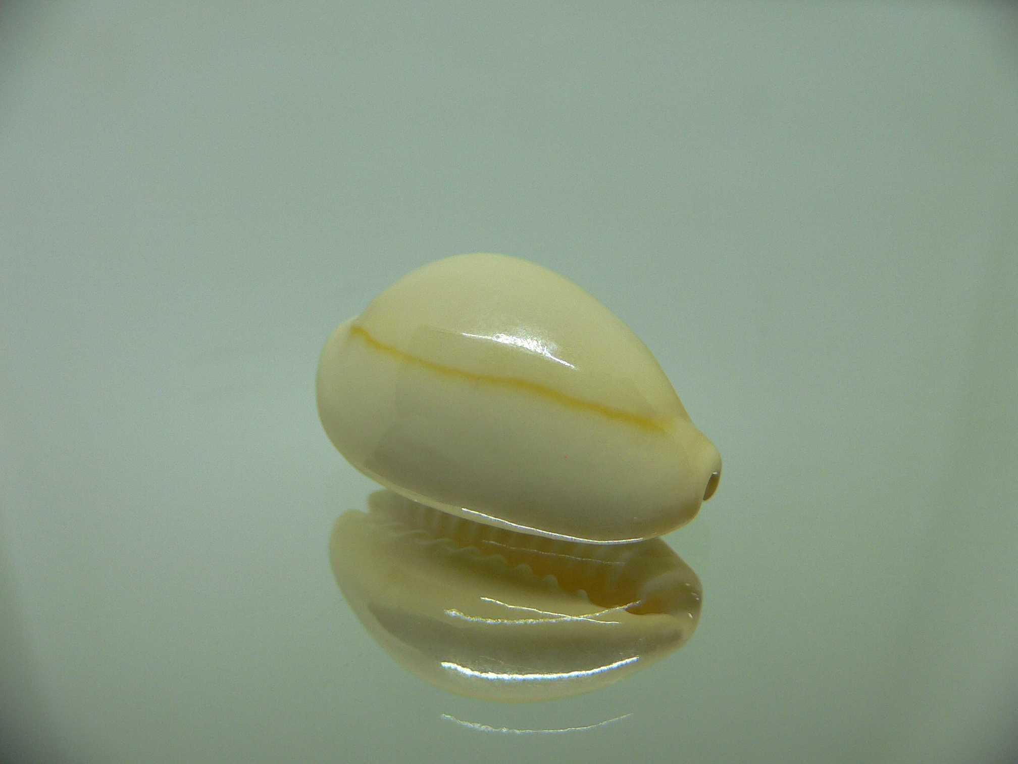 Cypraea annulus annulus ALBINO