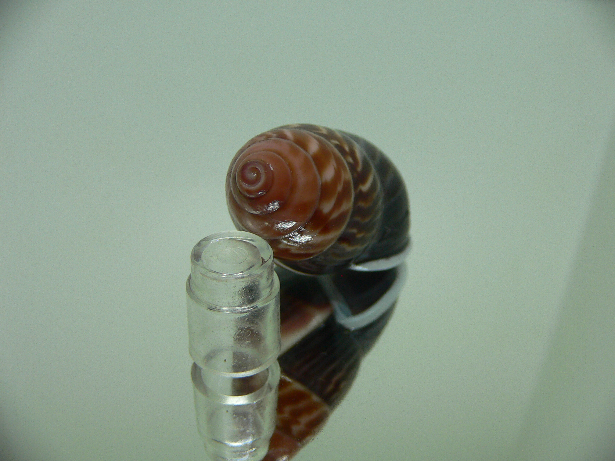 Amphidromus perversus melanoma STRIPES