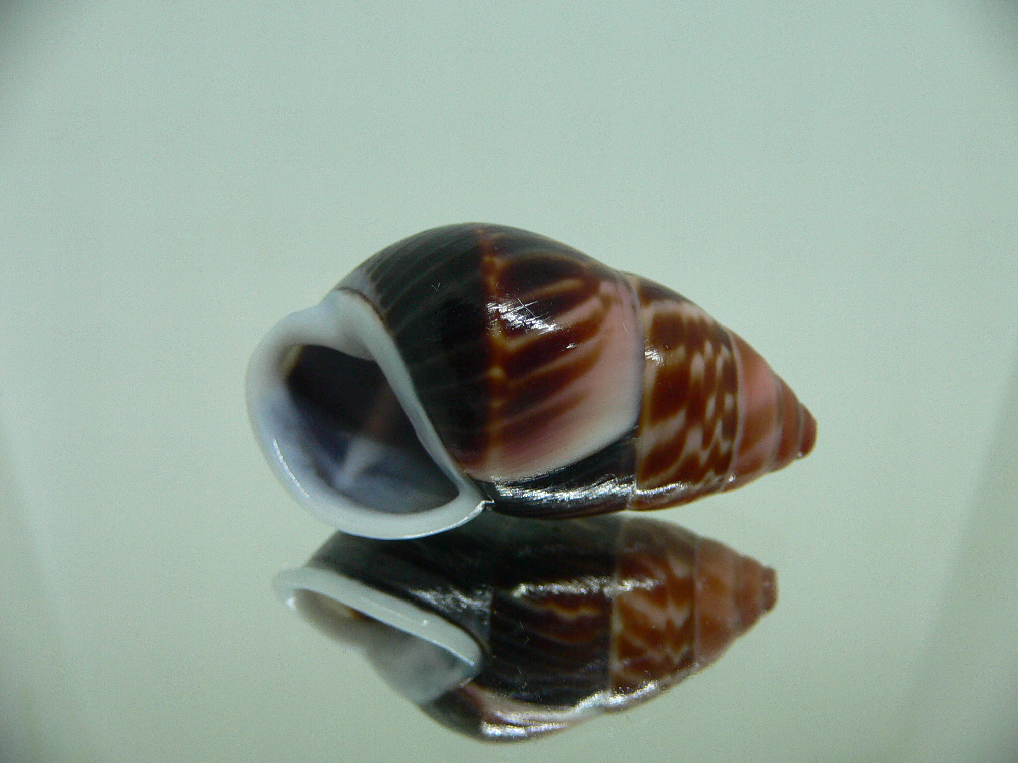 Amphidromus perversus melanoma STRIPES