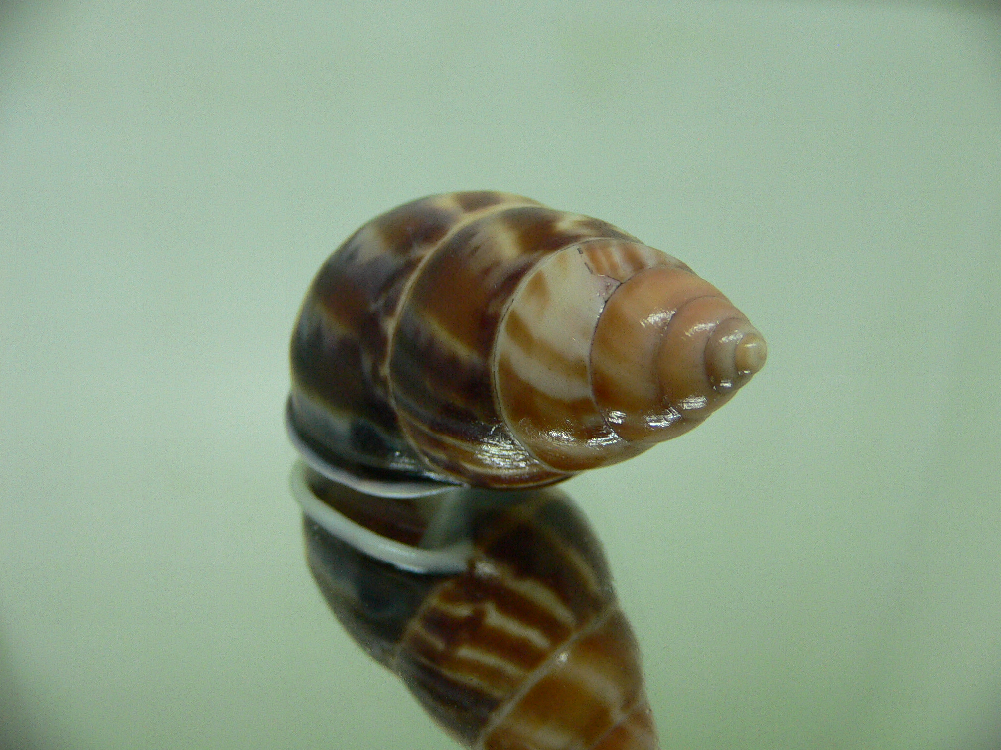 Amphidromus perversus melanoma STRIPES