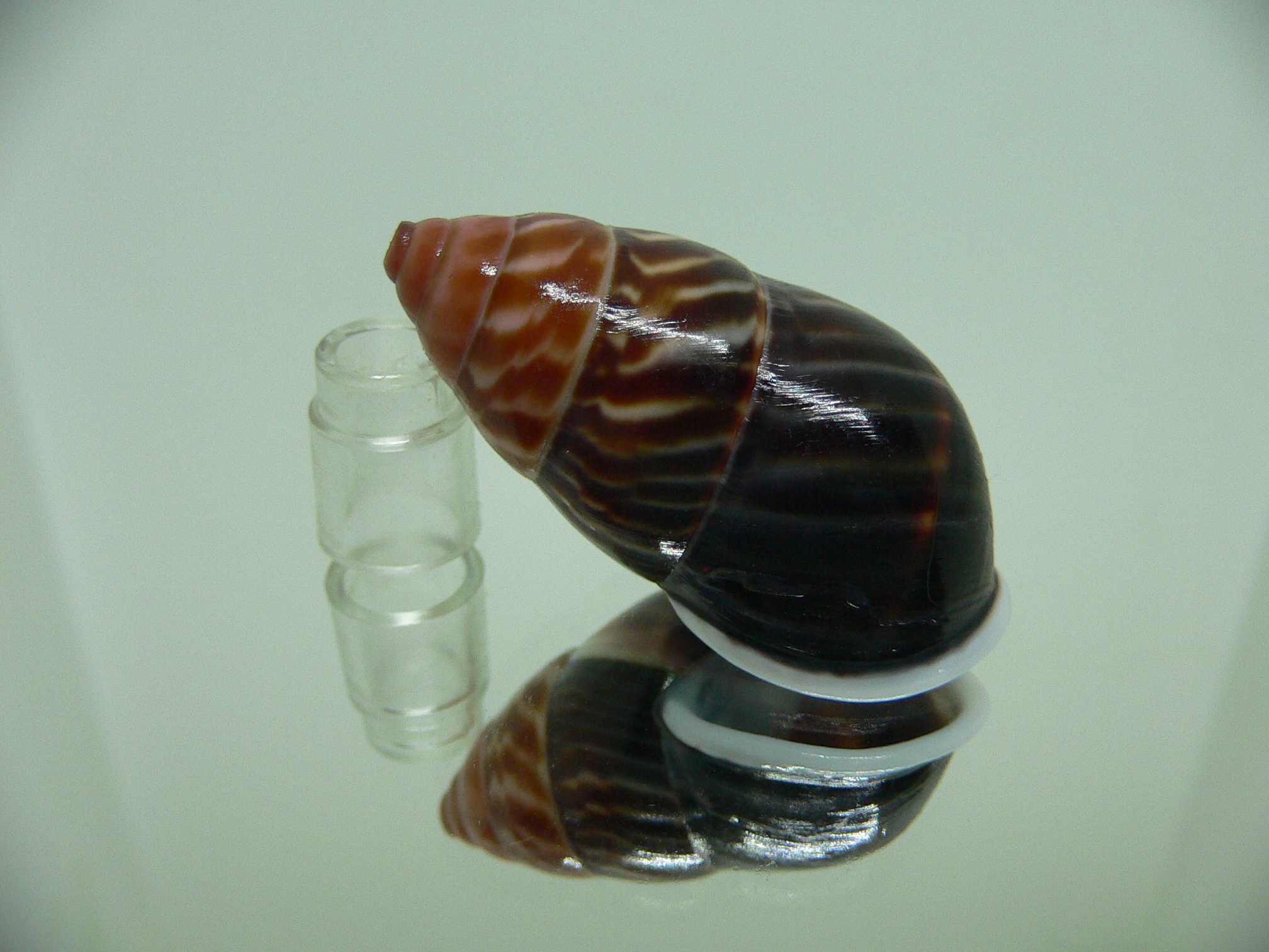 Amphidromus perversus melanoma STRIPES