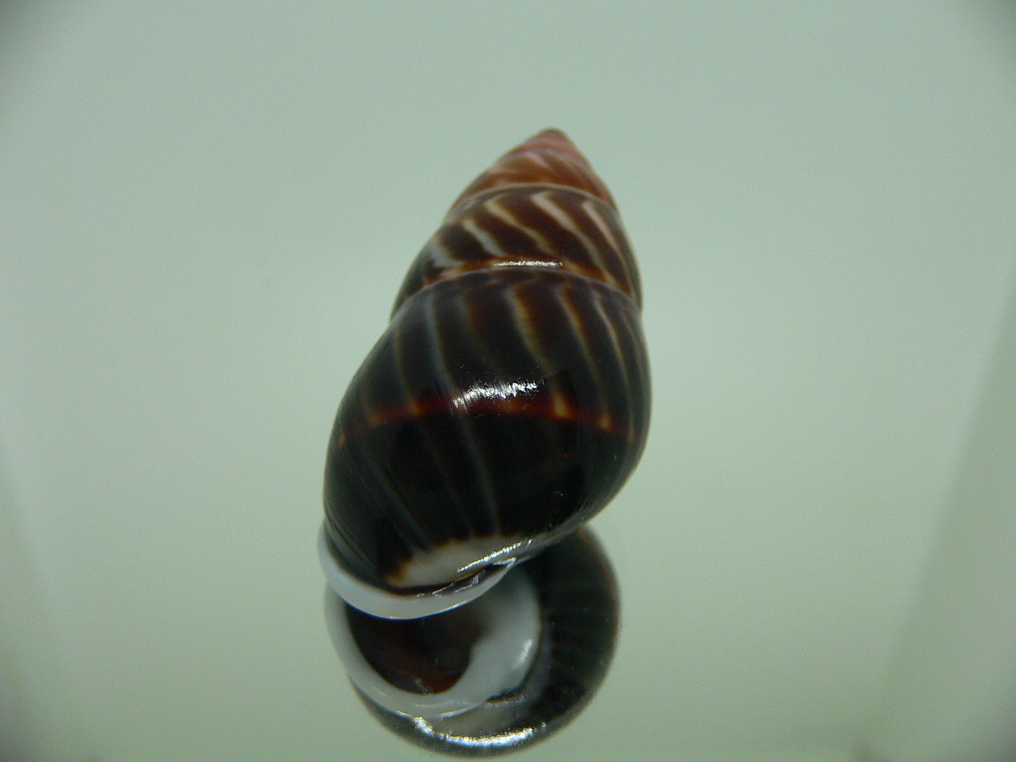 Amphidromus perversus melanoma STRIPES