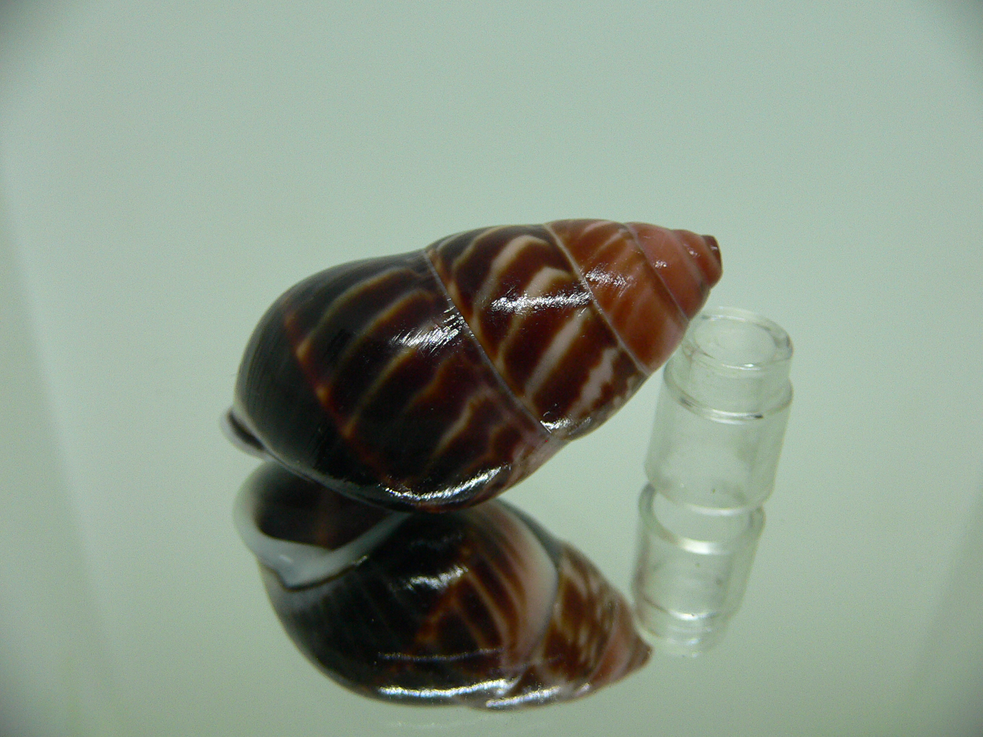 Amphidromus perversus melanoma STRIPES
