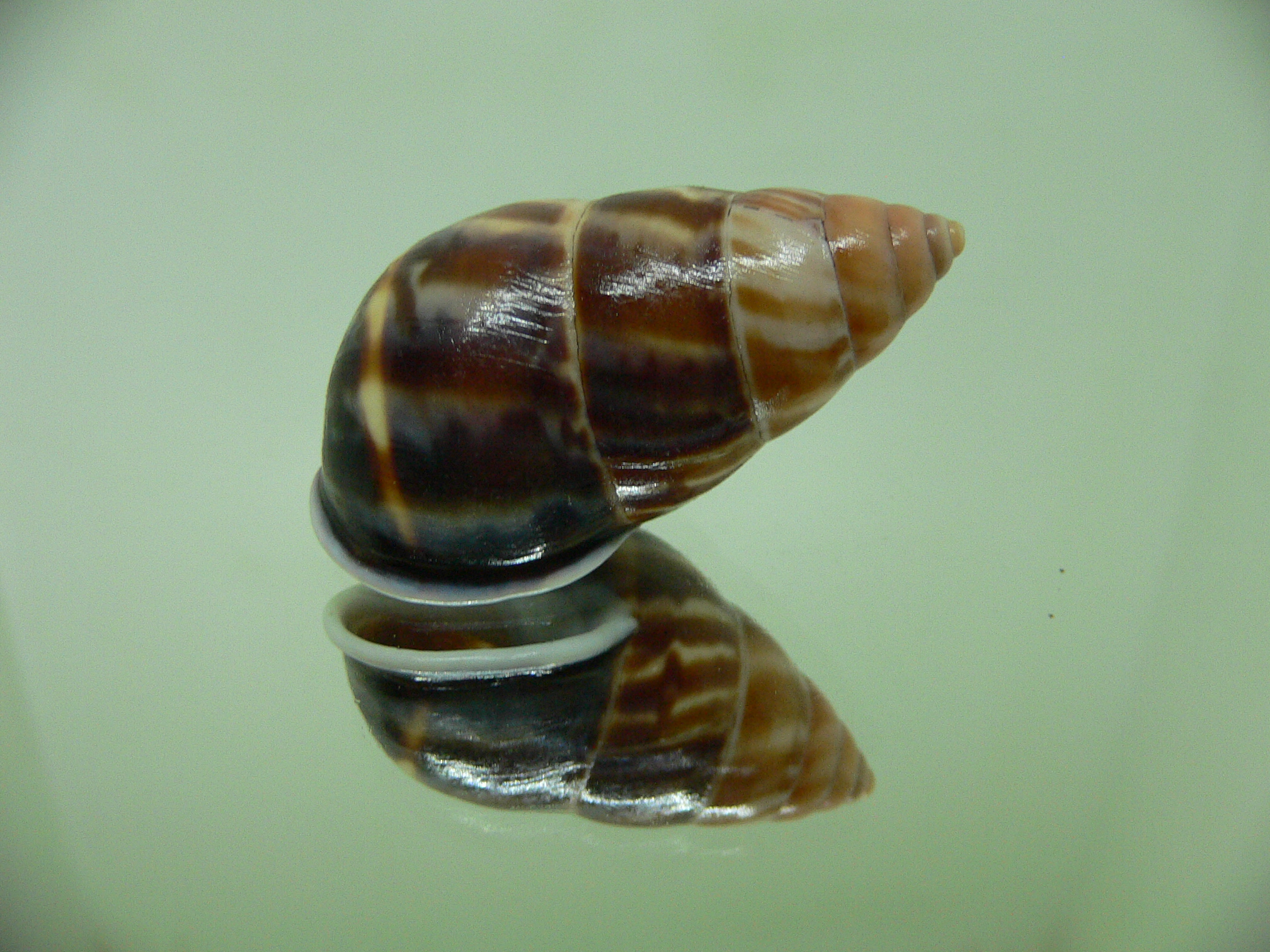 Amphidromus perversus melanoma STRIPES