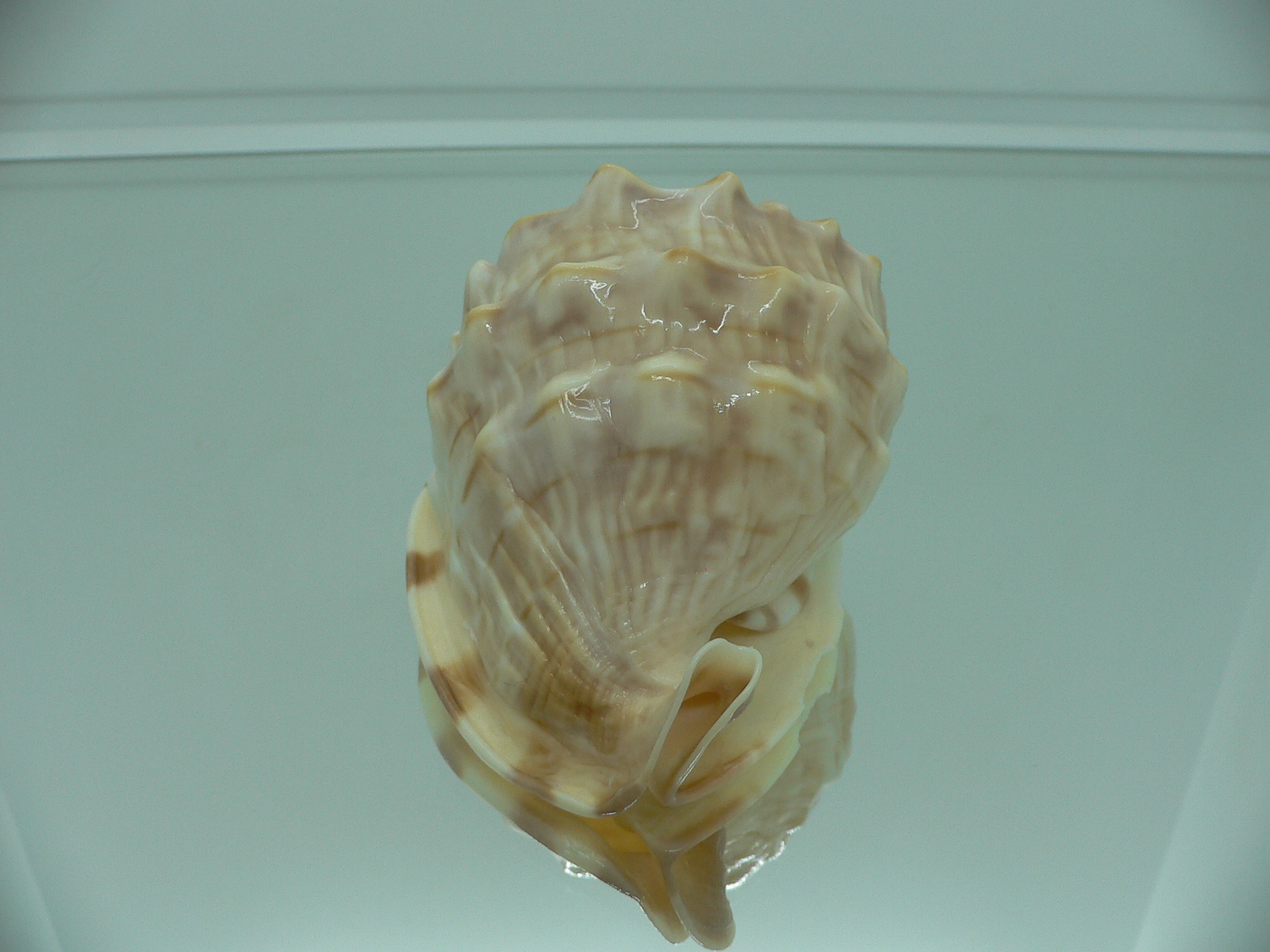 Cassis (Hypocassis) fimbriata (fresh dead)
