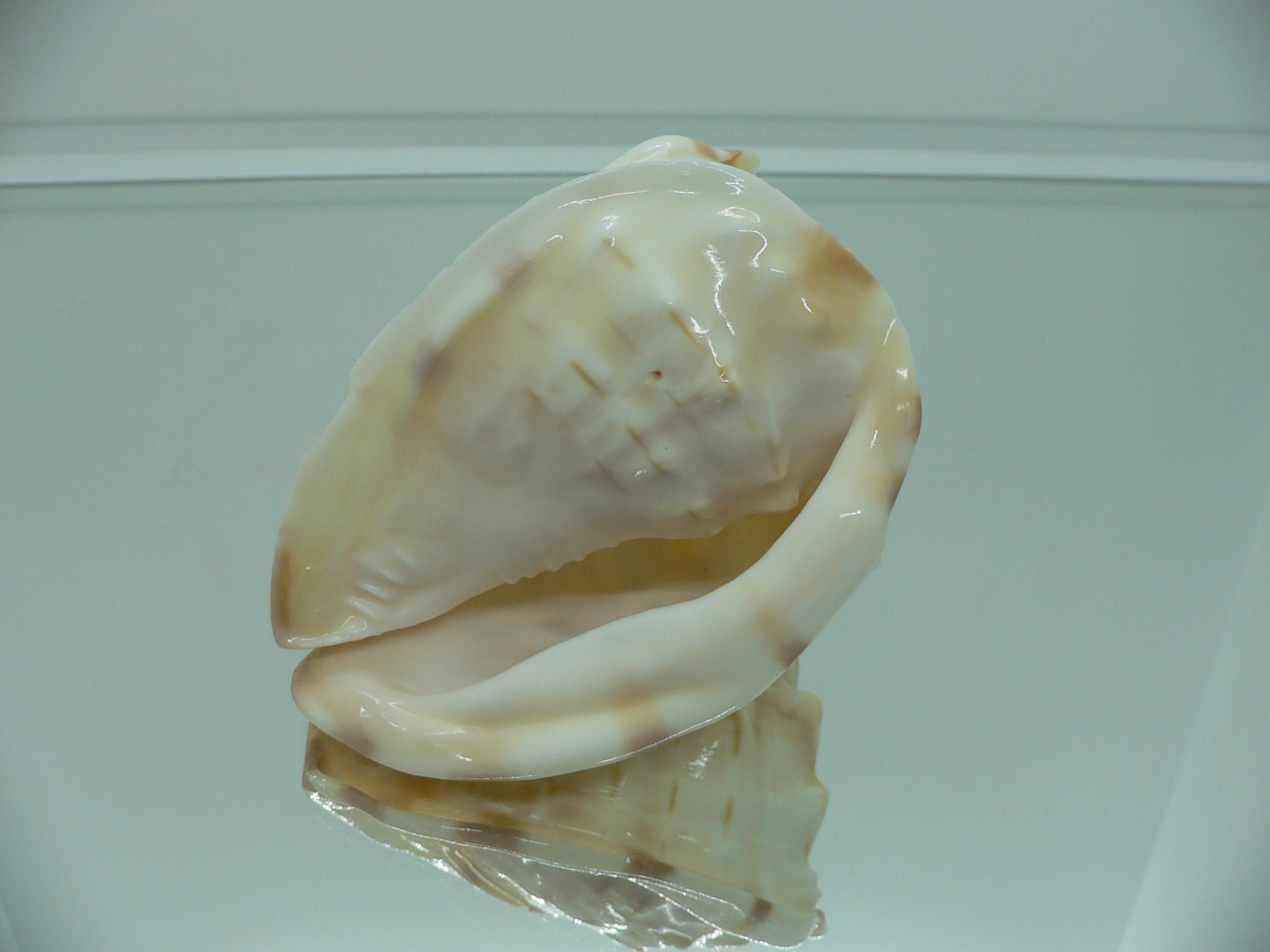 Cassis (Hypocassis) fimbriata (fresh dead)