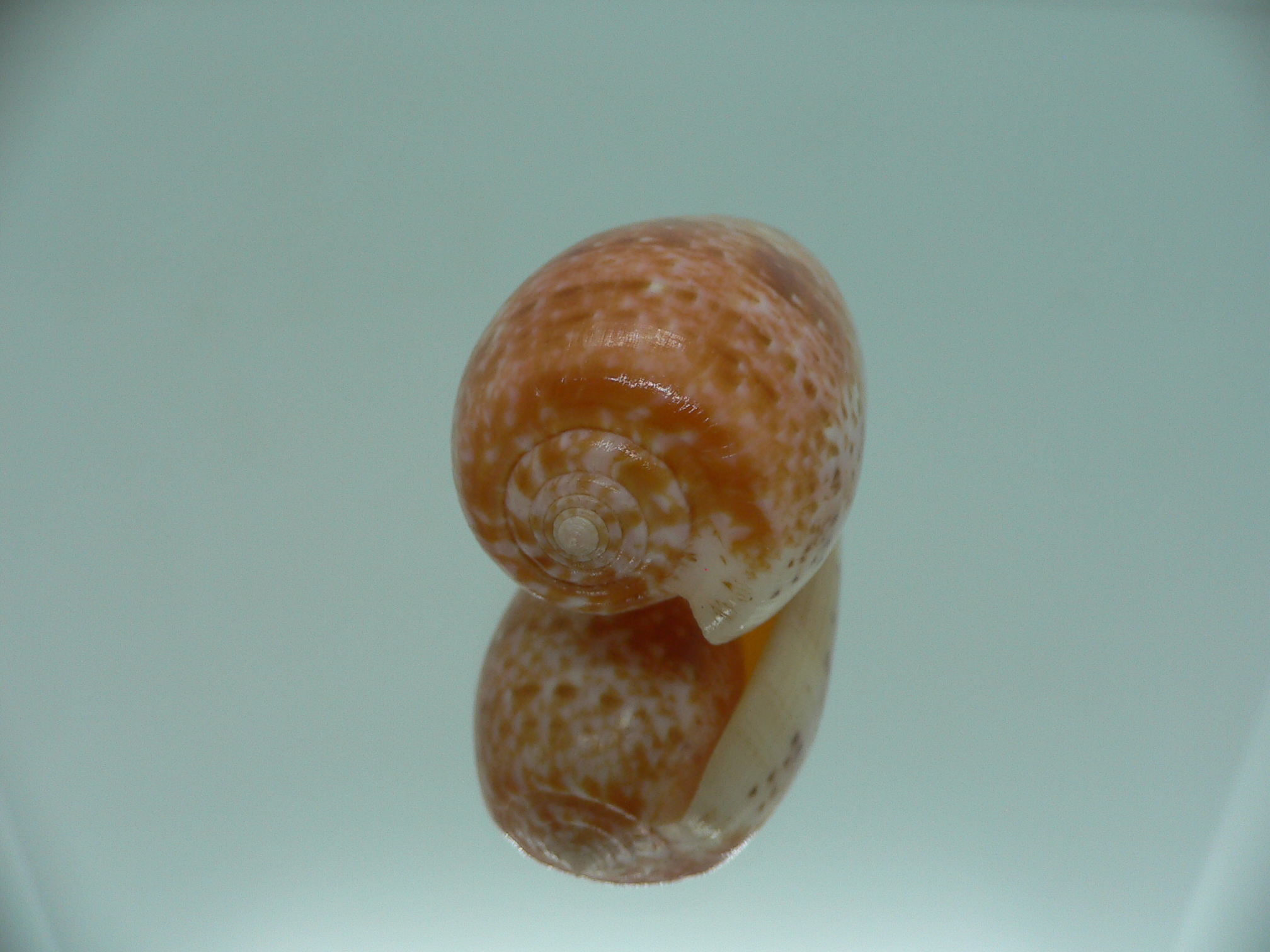 Conus bullatus WIDE