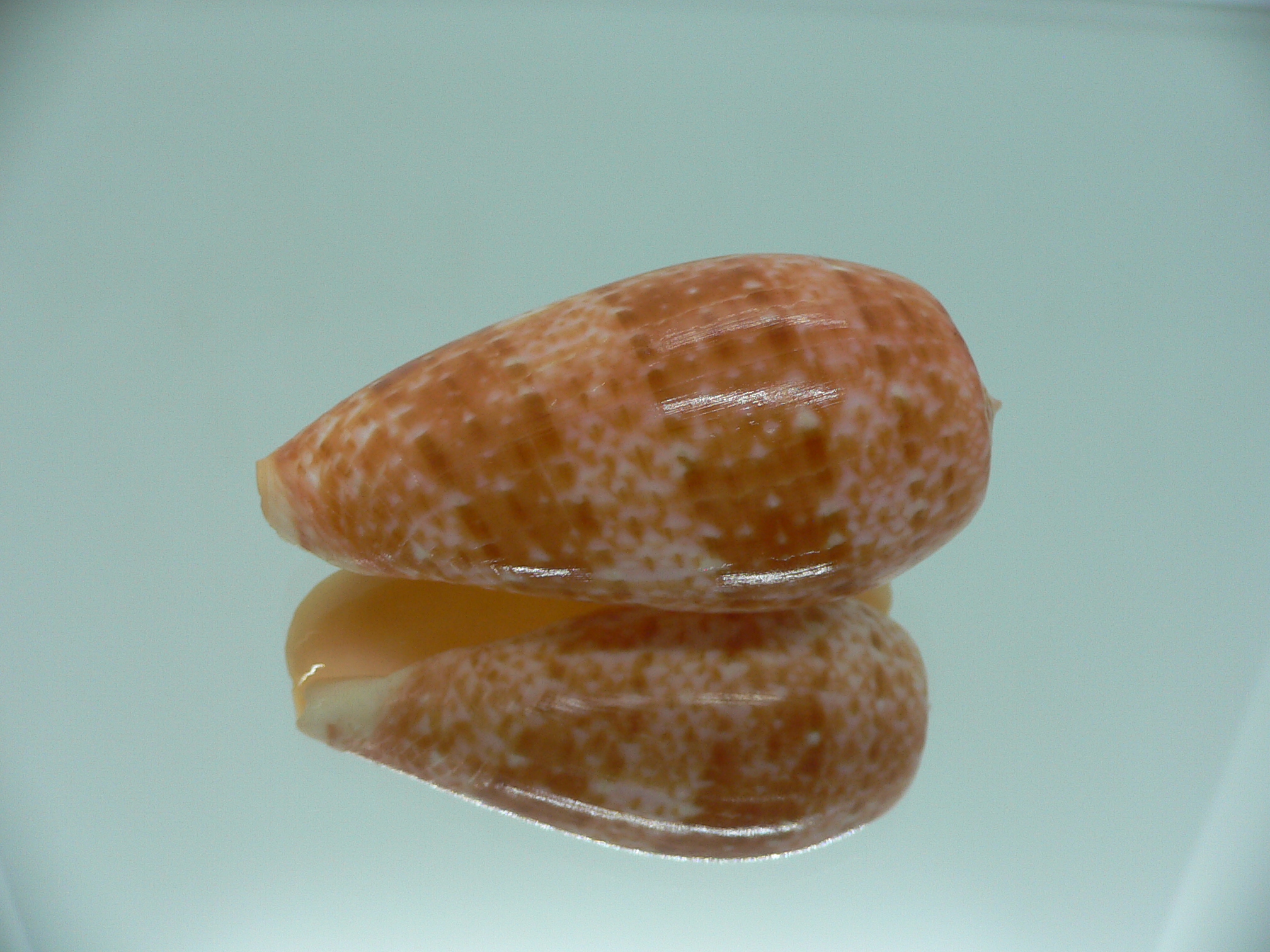 Conus bullatus WIDE