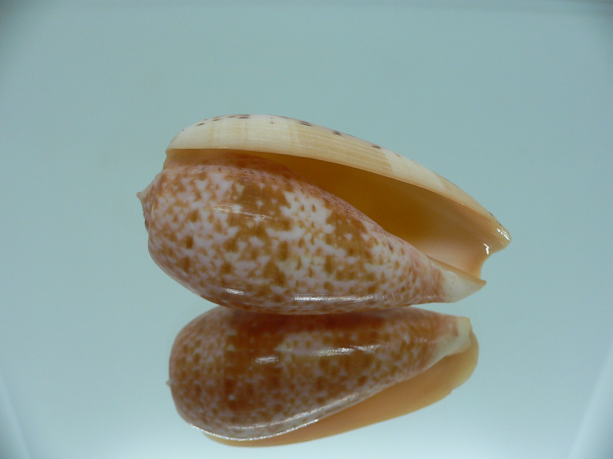 Conus bullatus WIDE