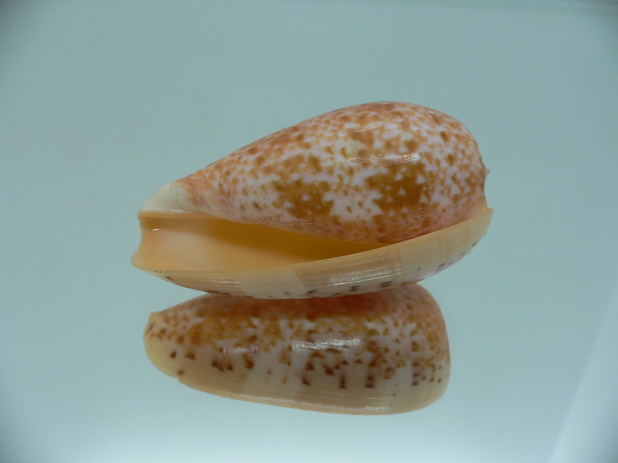 Conus bullatus WIDE