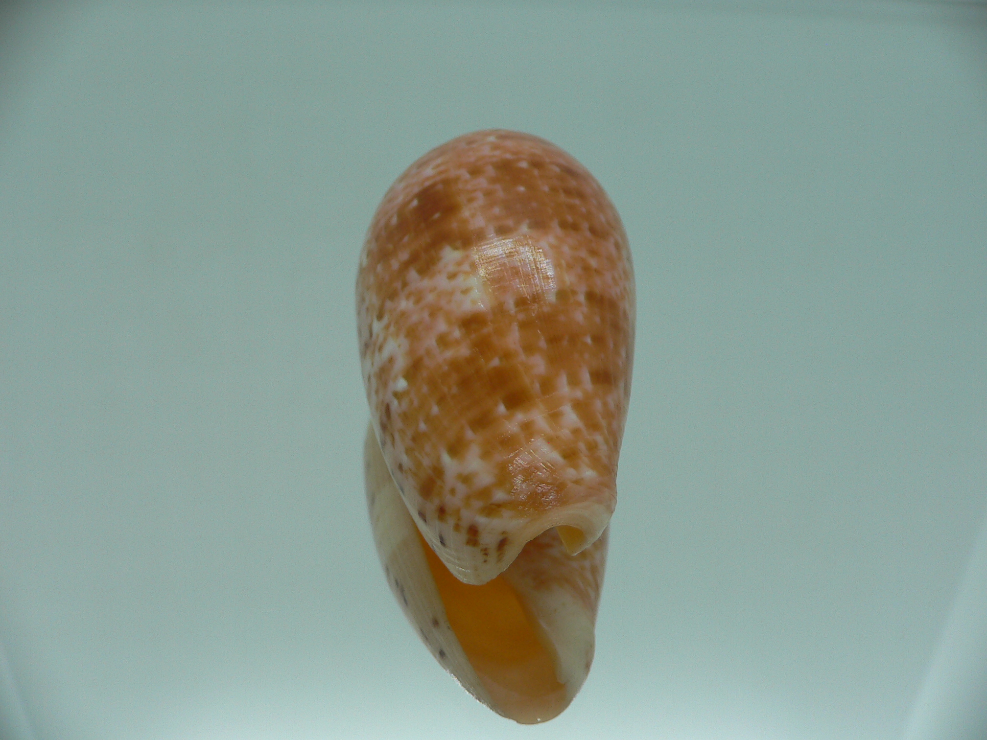 Conus bullatus WIDE