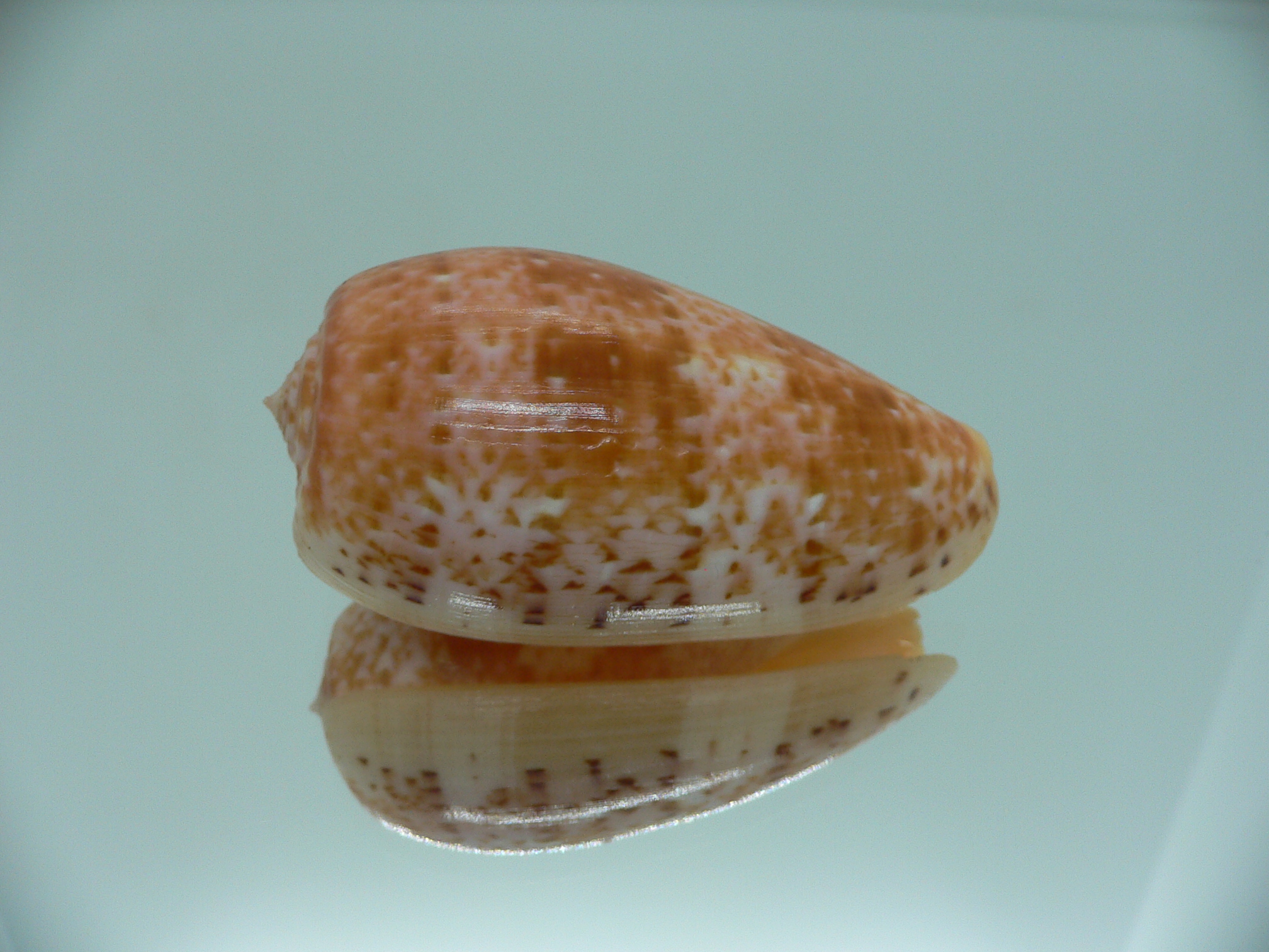 Conus bullatus WIDE
