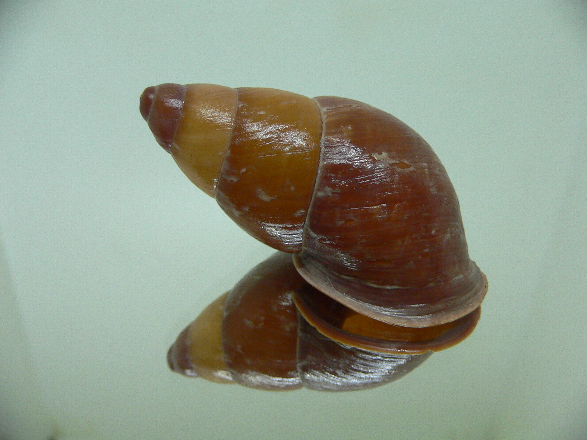 Chrysallis aspersa DARK-BROWN