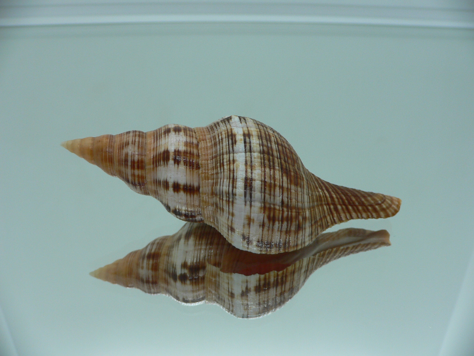 Filifusus filamentosus HILLY & MOTLEY