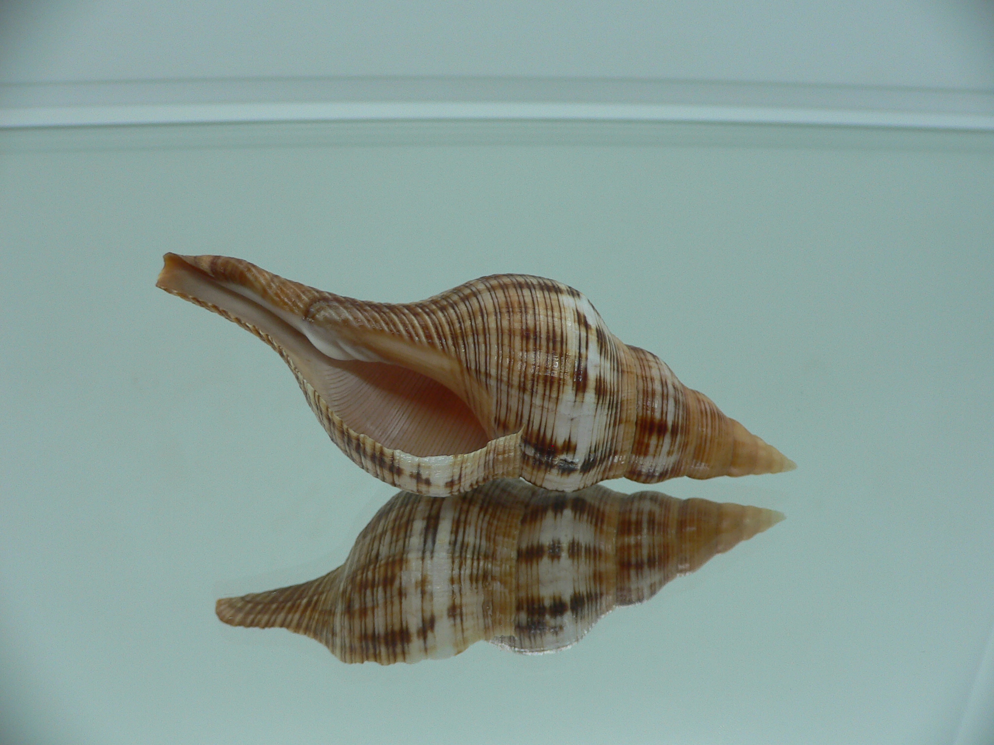 Filifusus filamentosus HILLY & MOTLEY