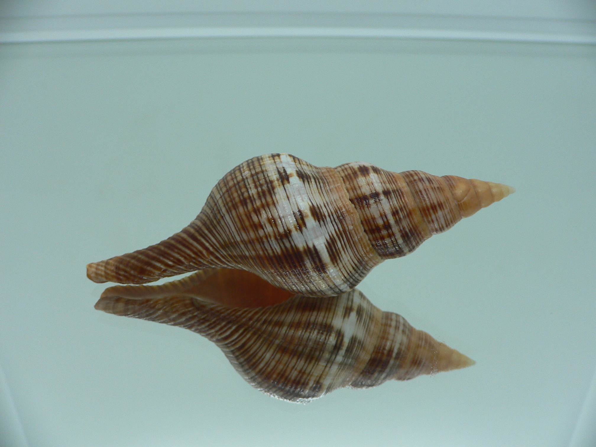 Filifusus filamentosus HILLY & MOTLEY