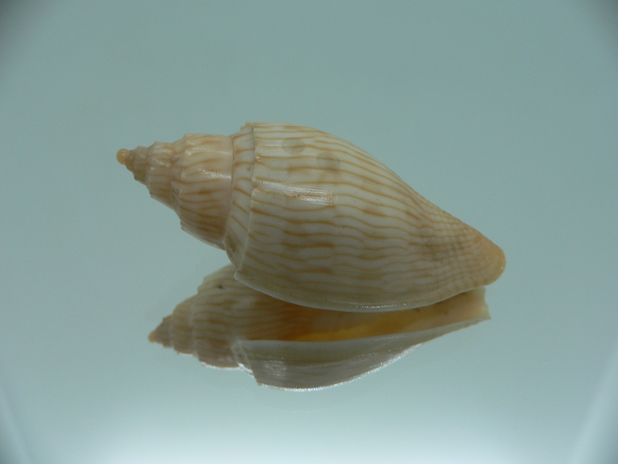 Athleta (Ternivoluta) studeri RARE ENDEMIC