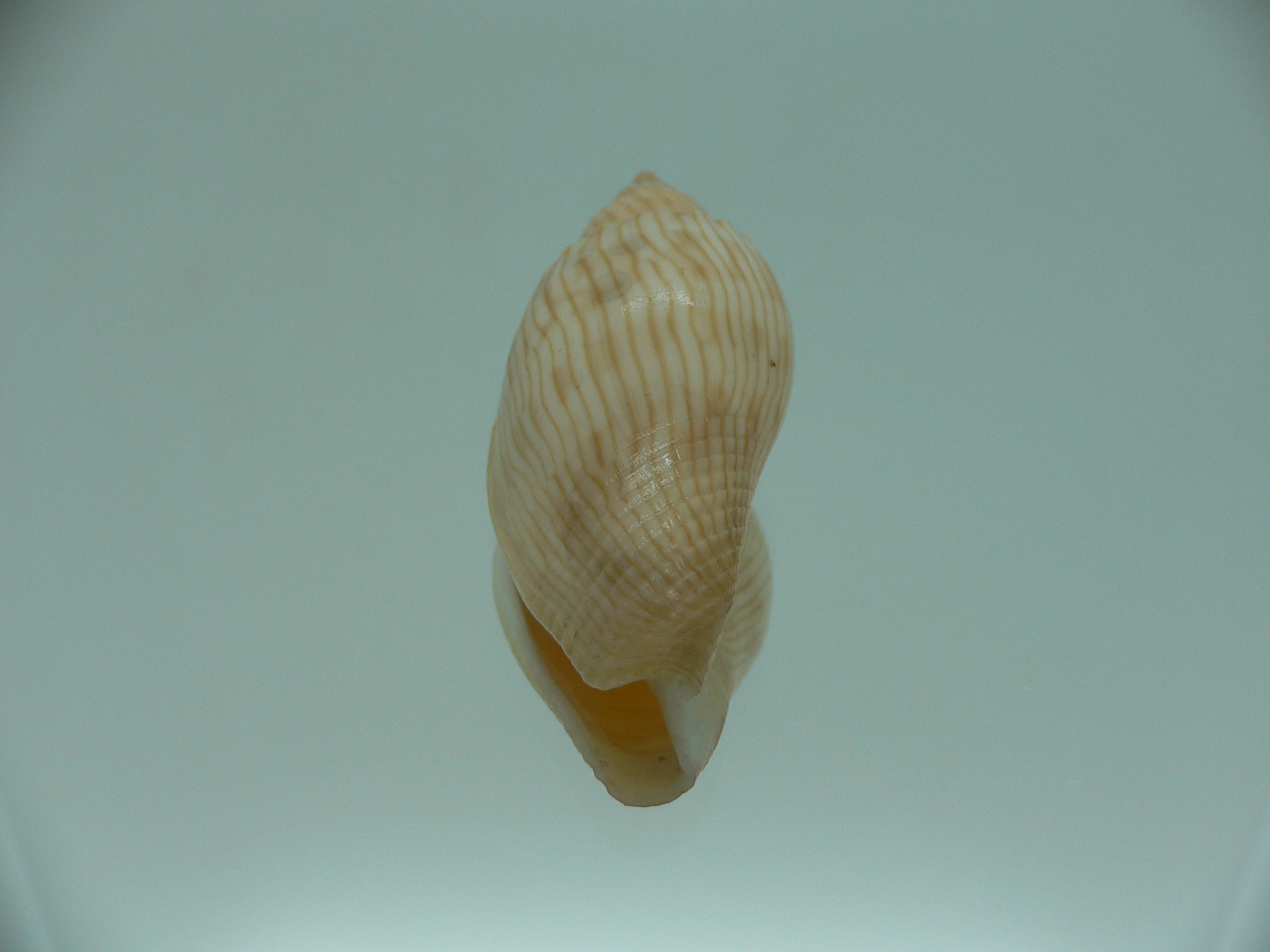 Athleta (Ternivoluta) studeri RARE ENDEMIC