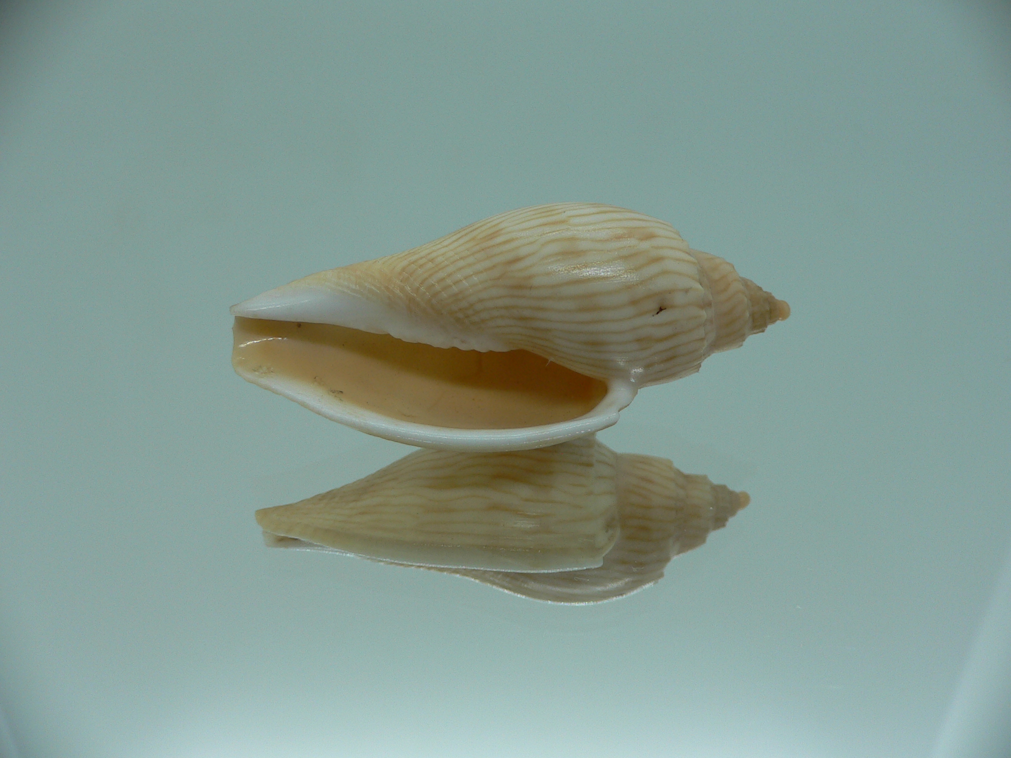 Athleta (Ternivoluta) studeri RARE ENDEMIC