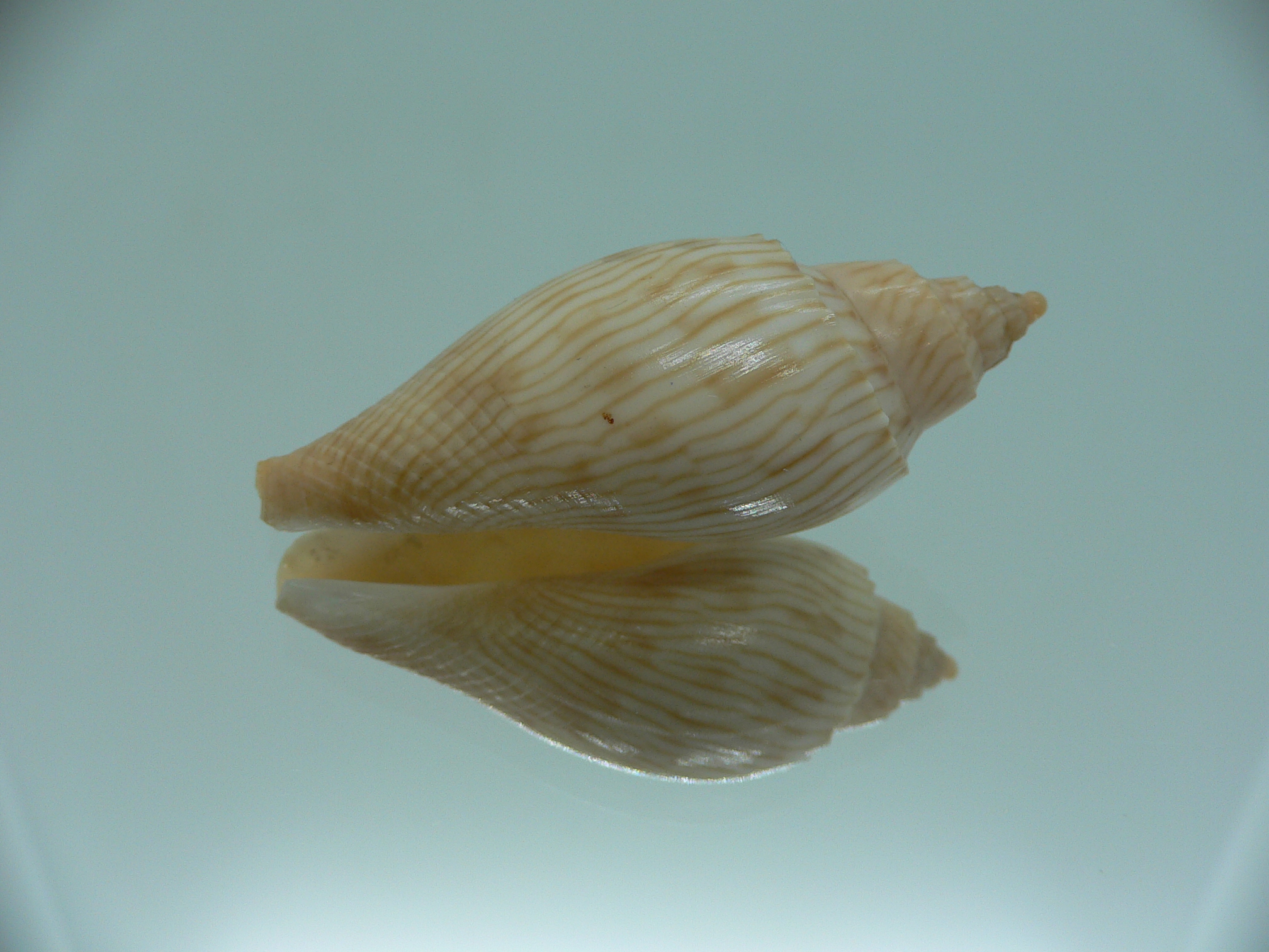 Athleta (Ternivoluta) studeri RARE ENDEMIC