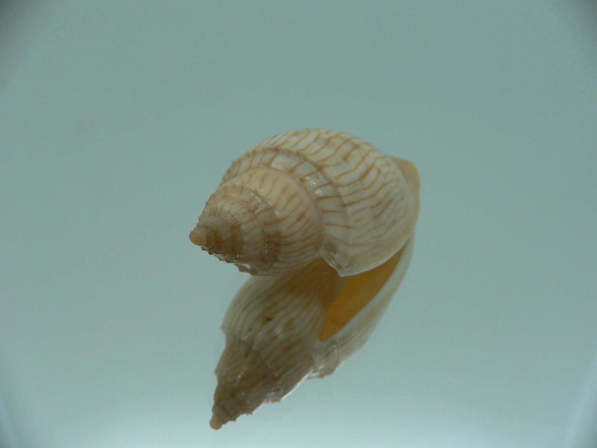 Athleta (Ternivoluta) studeri RARE ENDEMIC