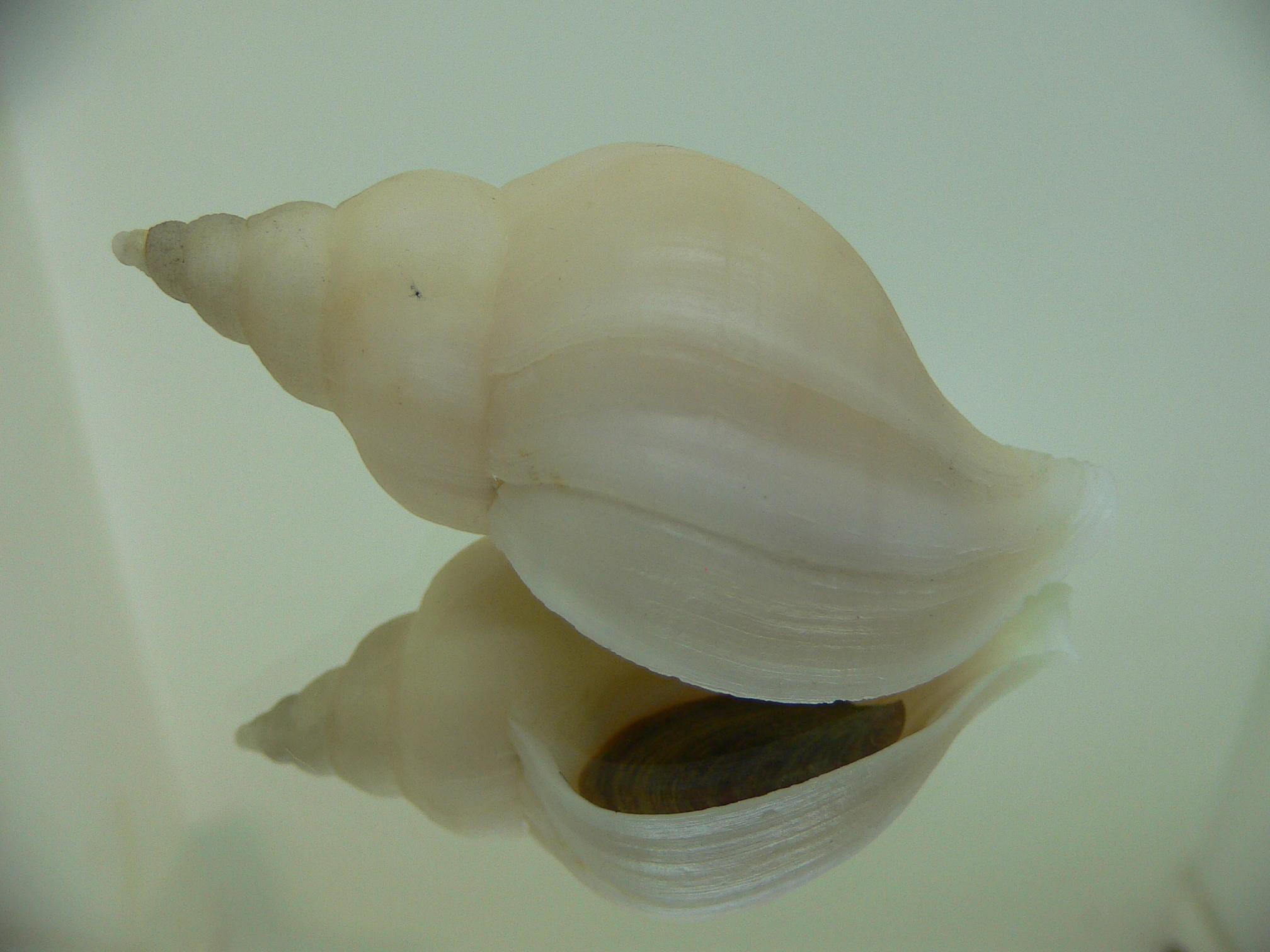 Neptunea ennae 1