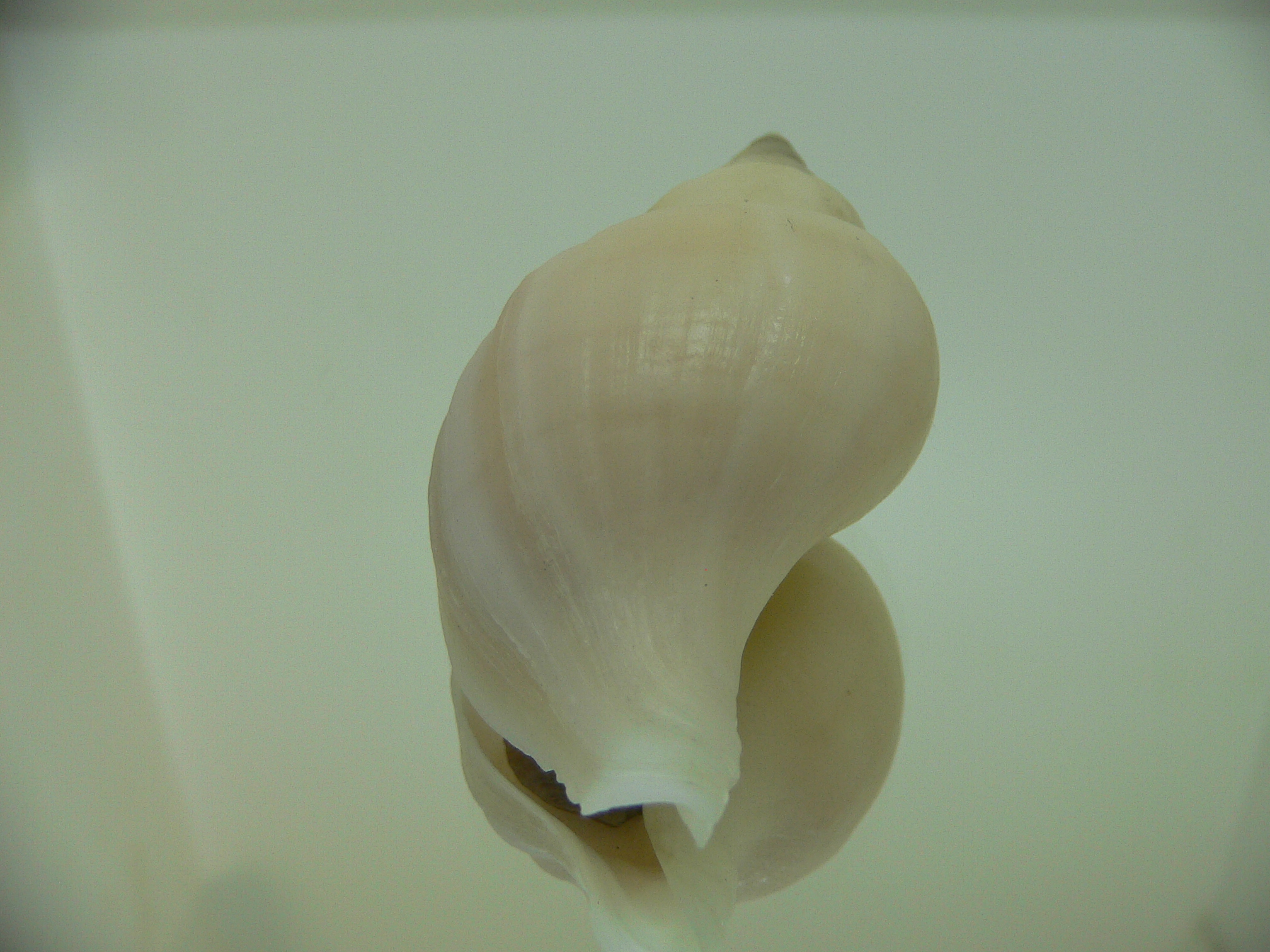 Neptunea ennae 1