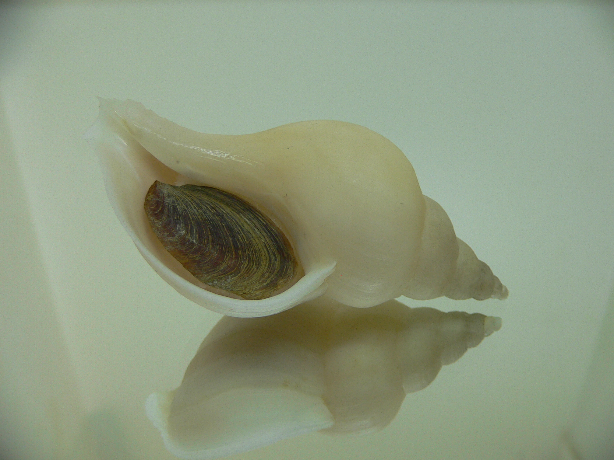 Neptunea ennae 1