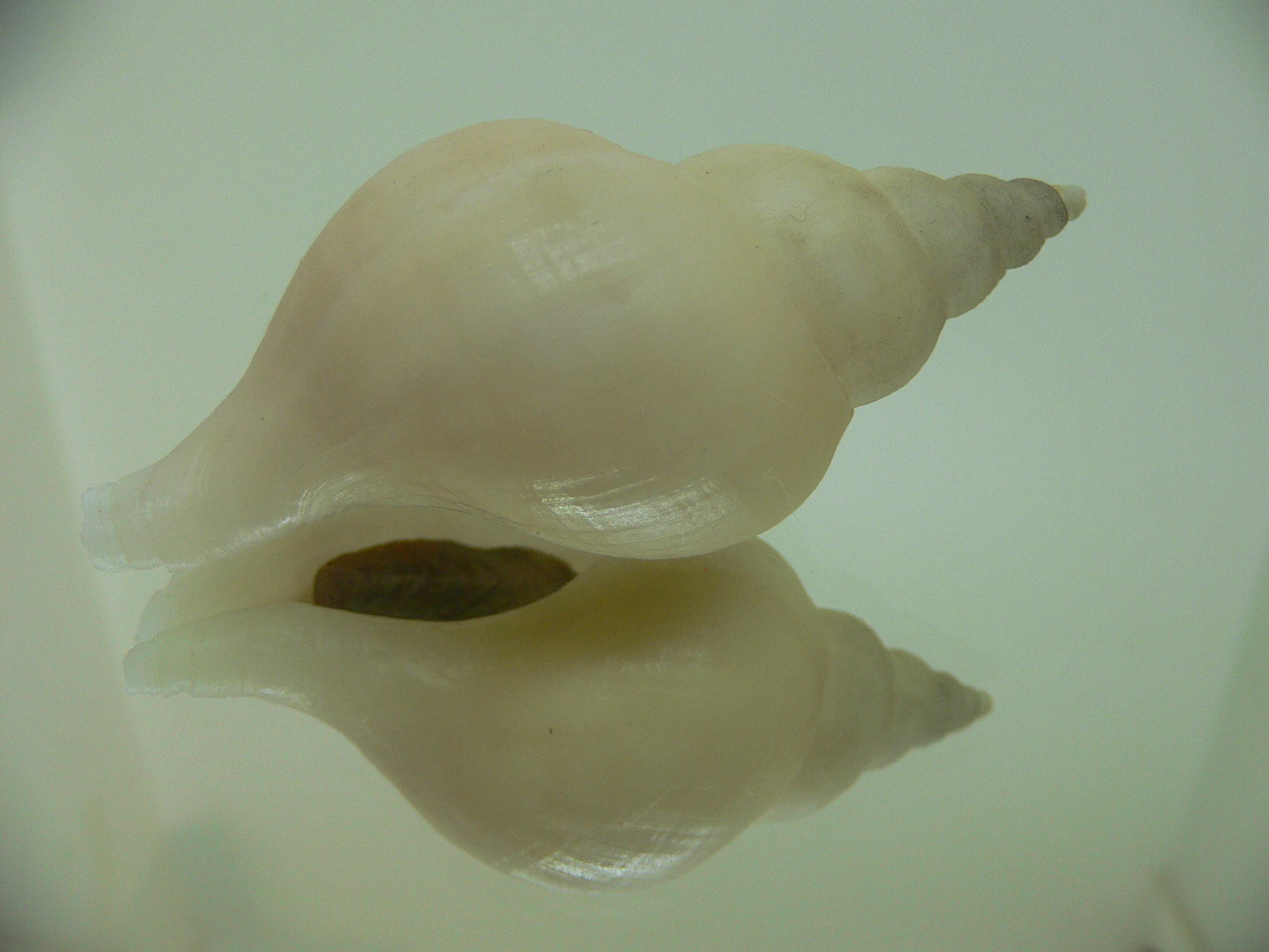 Neptunea ennae 1