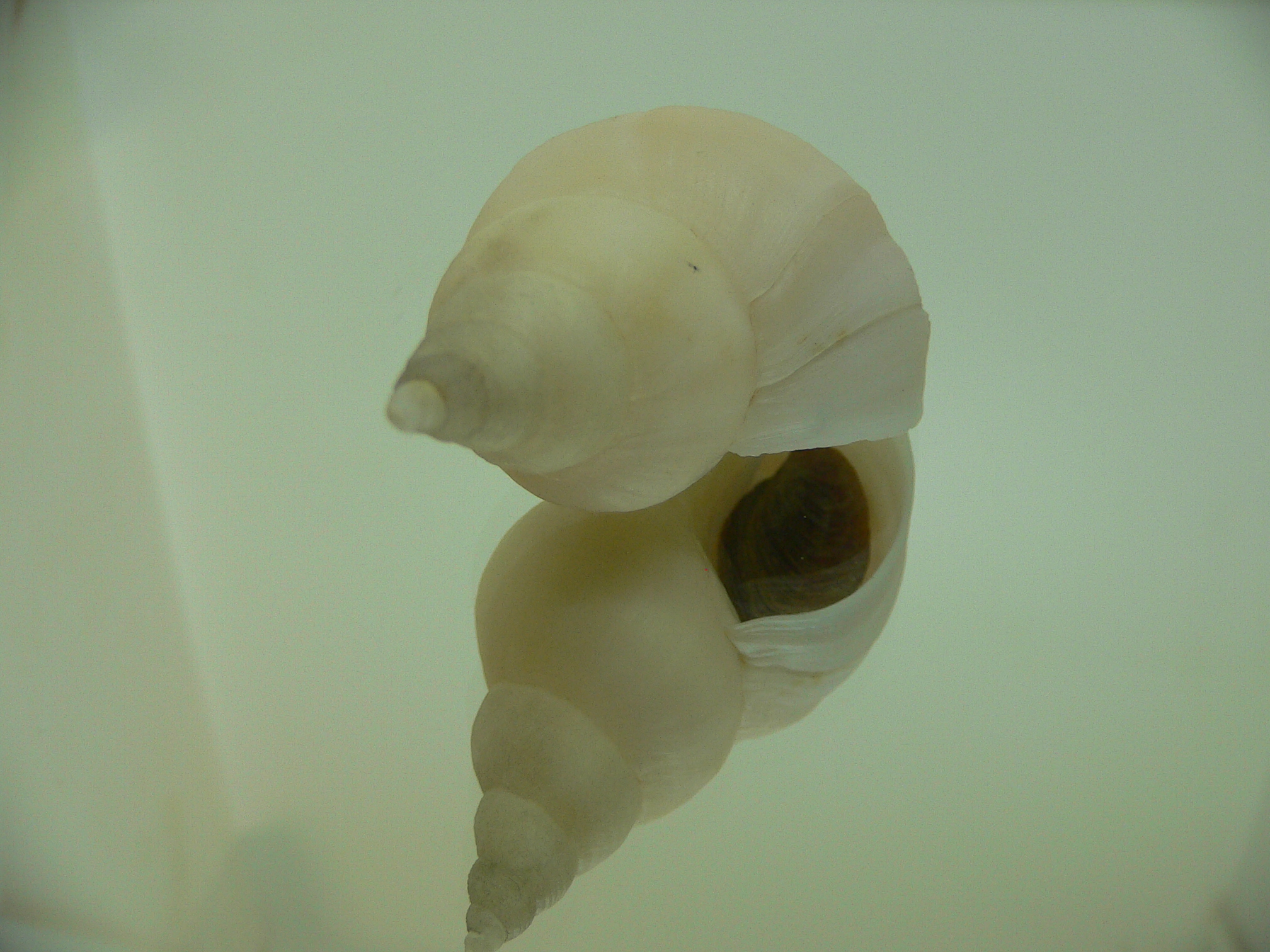 Neptunea ennae 1