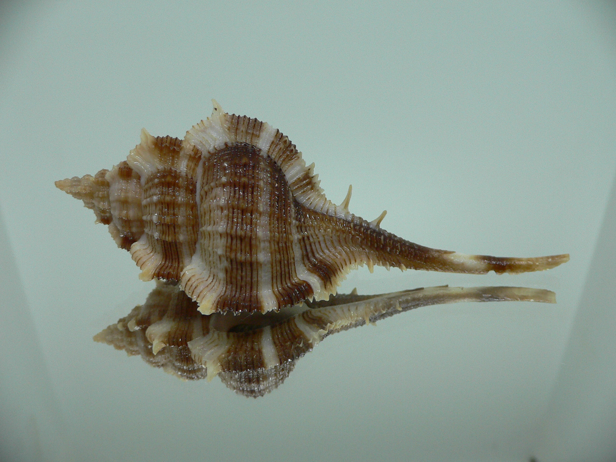 Vokesimurex malabaricus DARK & SPIKY