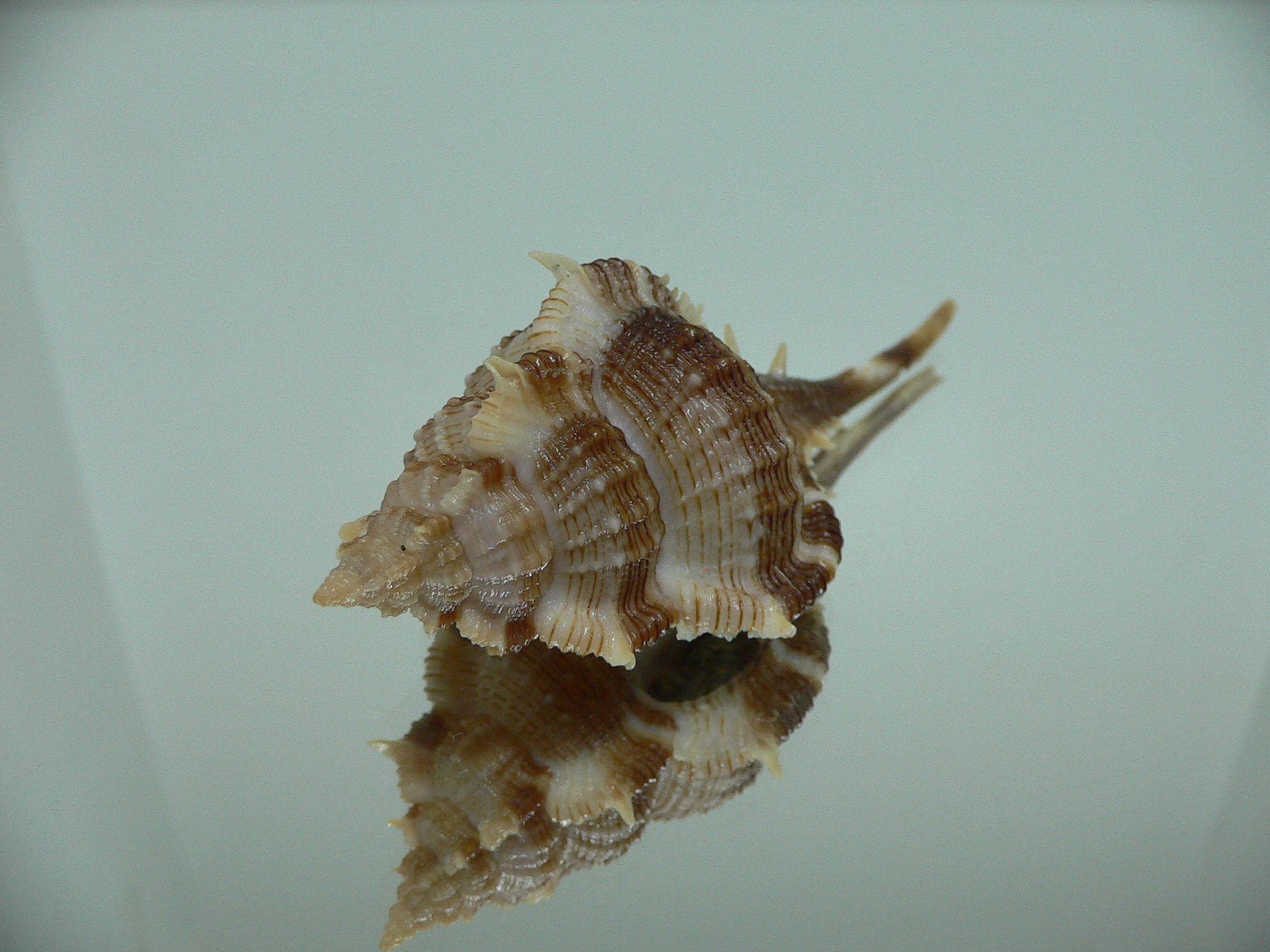 Vokesimurex malabaricus DARK & SPIKY