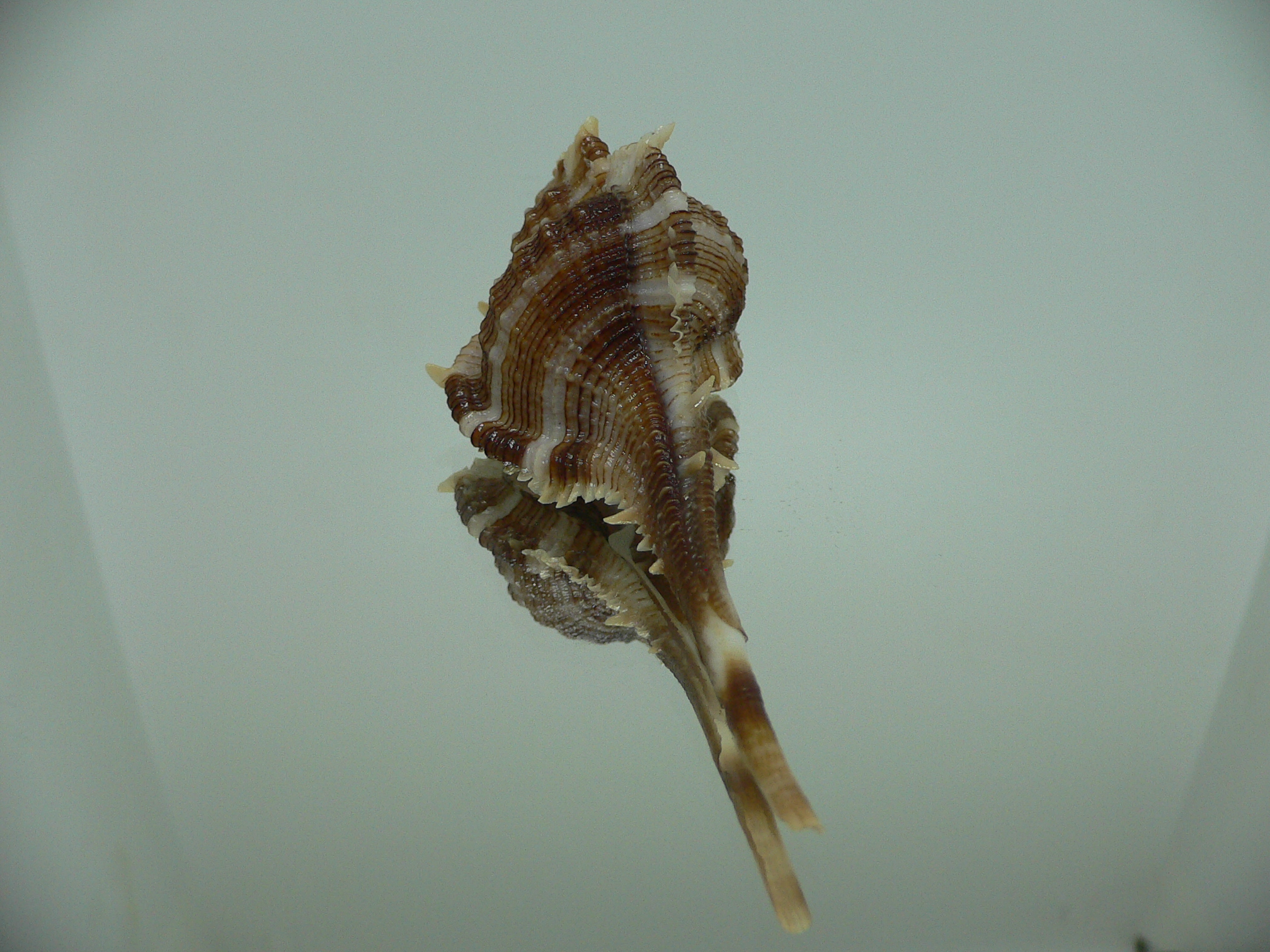 Vokesimurex malabaricus DARK & SPIKY